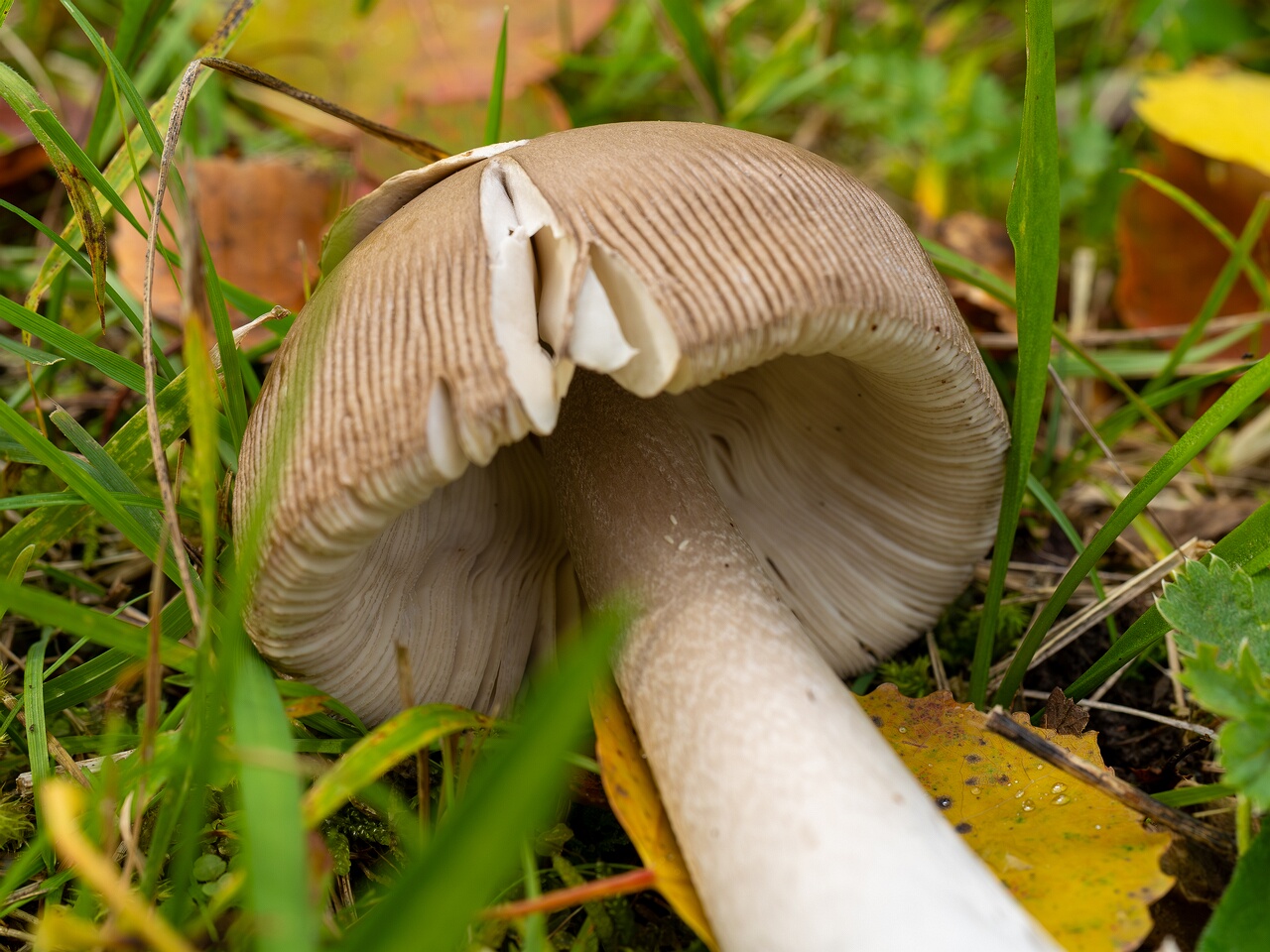 Amanita vaginata _2026-09-19_1-2