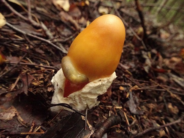 Amanita crocea - Поплавок шафрановый - Saffron Ringless Amanita - Safrangelber Streifling