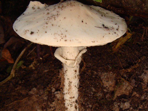 Amanita virosa - Мухомор вонючий - Destroying angel - Weißer Knollenblätterpilz. Amanita virosa, commonly known as the destroying angel, is a highly toxic species of fungus that belongs to the Amanita...