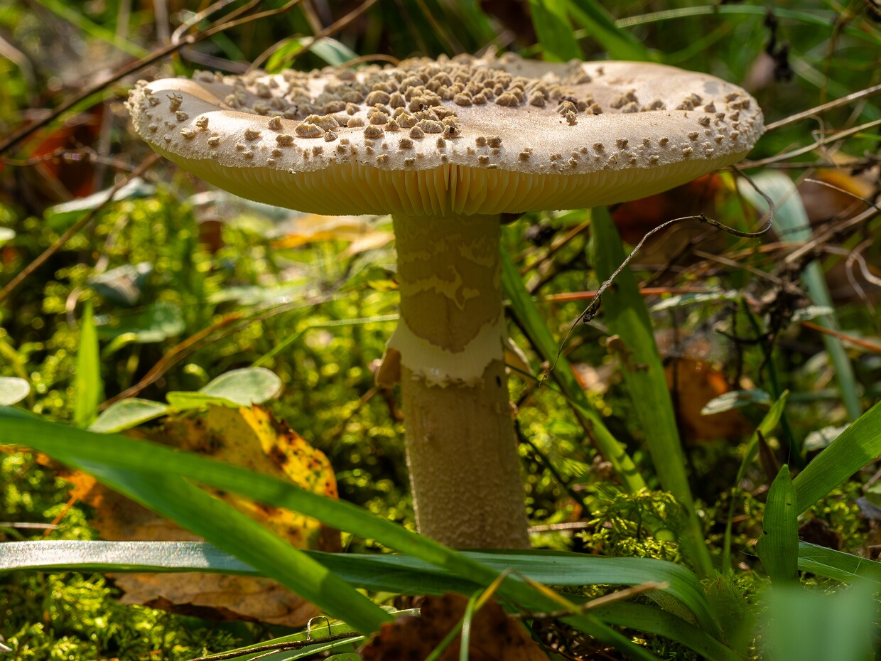 🇺🇸 european false blusher - 🇩🇪 Grauer Wulstling - 🇪🇪 Hall kärbseseen - 🇷🇺 Мухомор высокий 🆔 Amanita excelsa (Fr.) Bertill. ℹ️ Hymenium: Gills white to creamy-white, crowded, broad, with shorter lamellulae ℹ️...