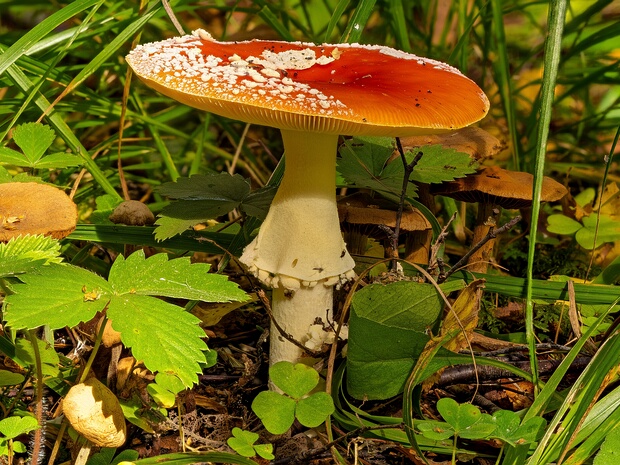 Amanita muscaria - Мухомор красный - Fly Agaric - Fliegenpilz Amanita muscaria, commonly known as the Fly Agaric, is an iconic basidiomycete fungus belonging to the Amanita genus. It...