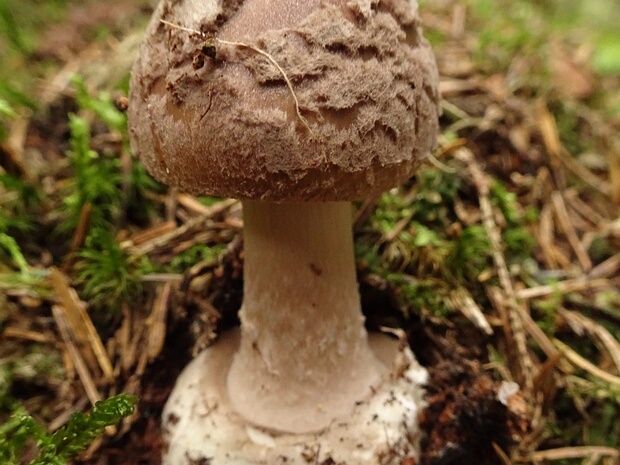 Amanita porphyria - Мухомор порфировый - Grey Veiled Amanita - Porphyreller Wulstling Amanita porphyria, commonly known as the Grey Veiled Amanita, is a basidiomycete fungus belonging to the Amanita genus....