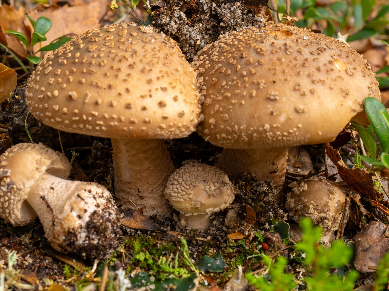 Мухомор серо-розовый - Amanita rubescens 🆔 Amanita rubescens Pers. ℹ️ Hymenium: Gills white to creamy-white, crowded, with numerous shorter lamellulae;...
