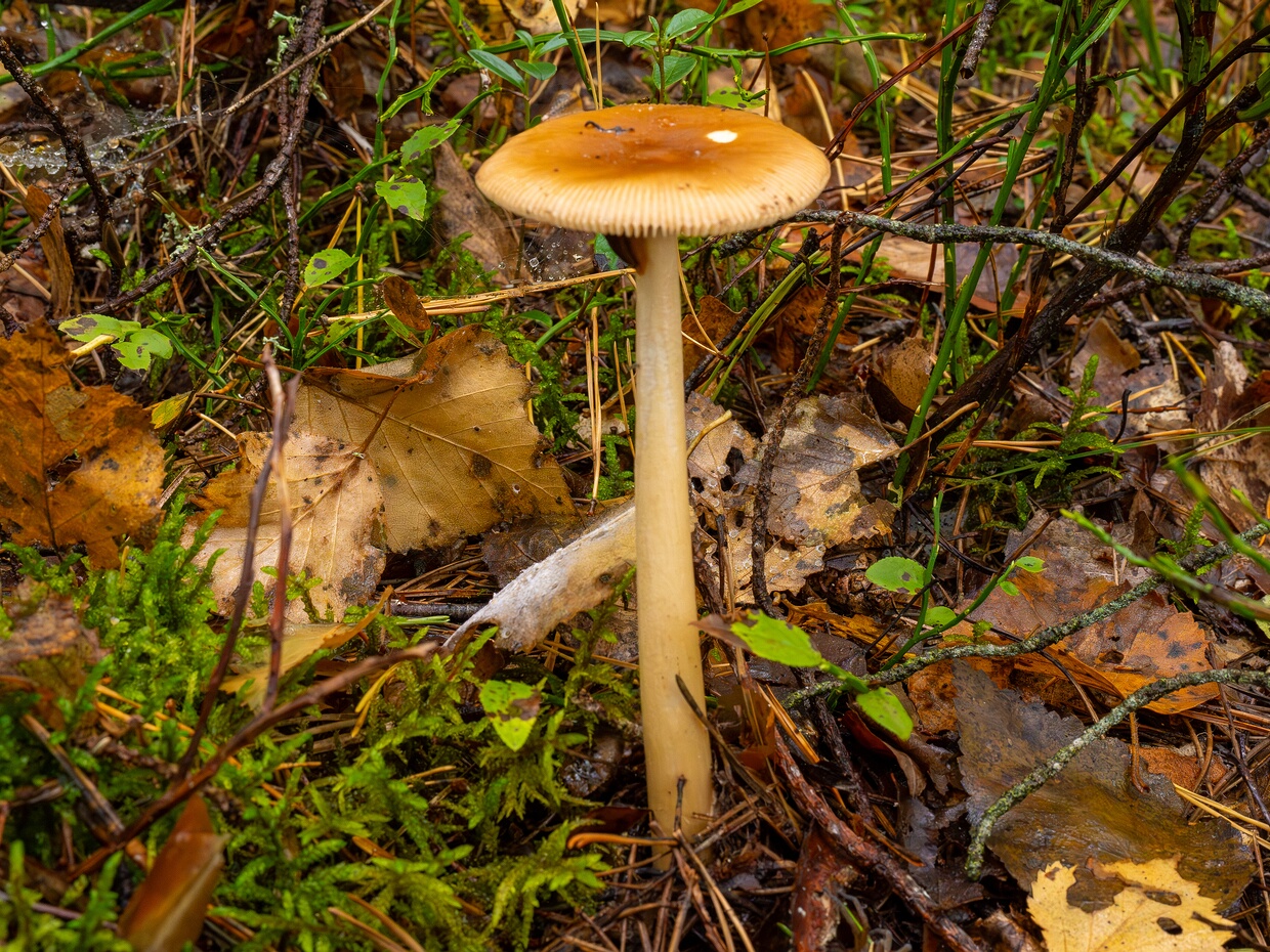 🇺🇸 tawny grisett - 🇩🇪 Rotbrauner Streifling - 🇪🇪 Kollakaspruun kärbseseen - 🇷🇺 Поплавок жёлто-коричневый 🆔 Amanita fulva Fr. ℹ️ Hymenium: Gills white to creamy-white, crowded, with shorter lamellulae ℹ️ Cap: Ovoid to convex...