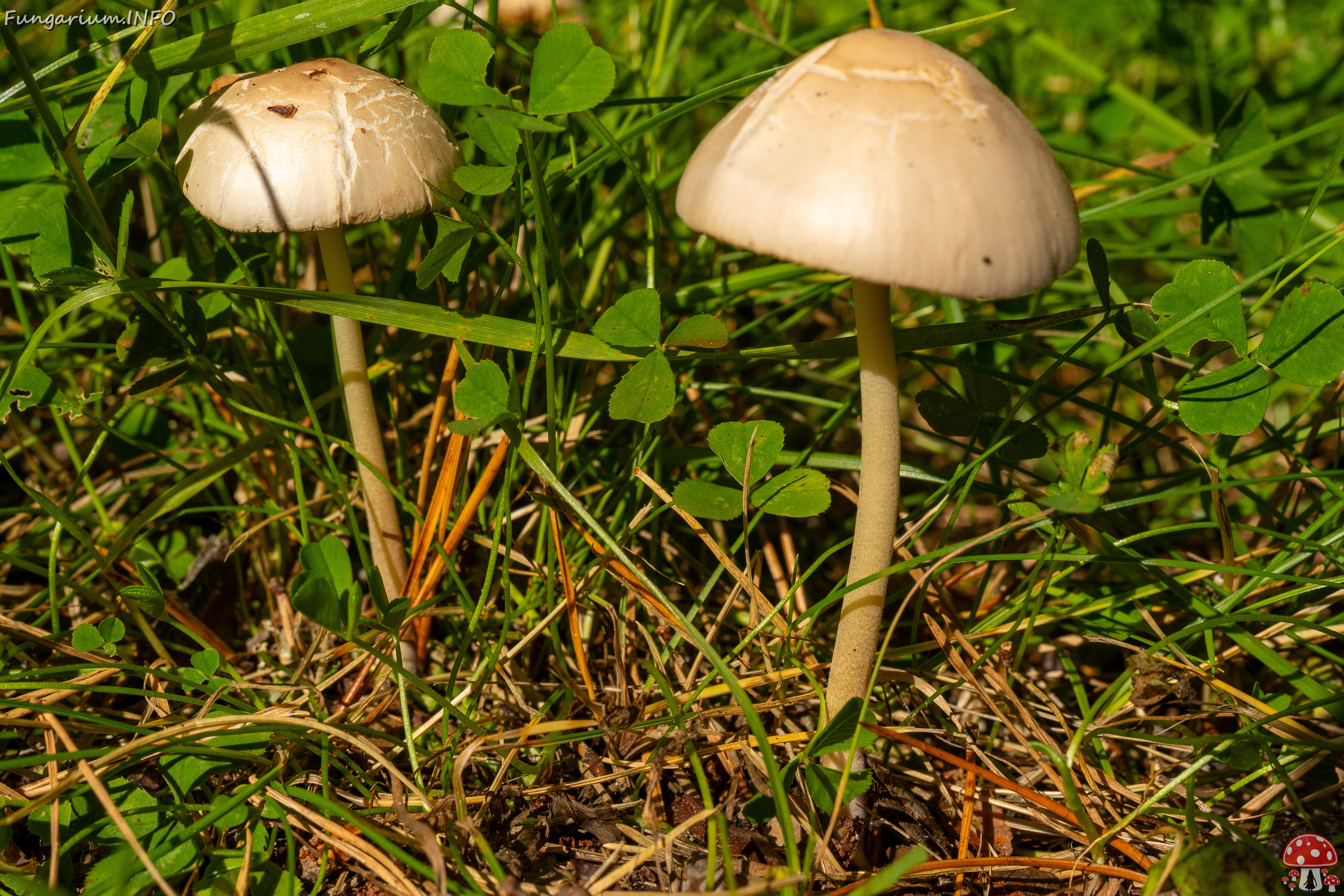 conocybe-apala_1-1 