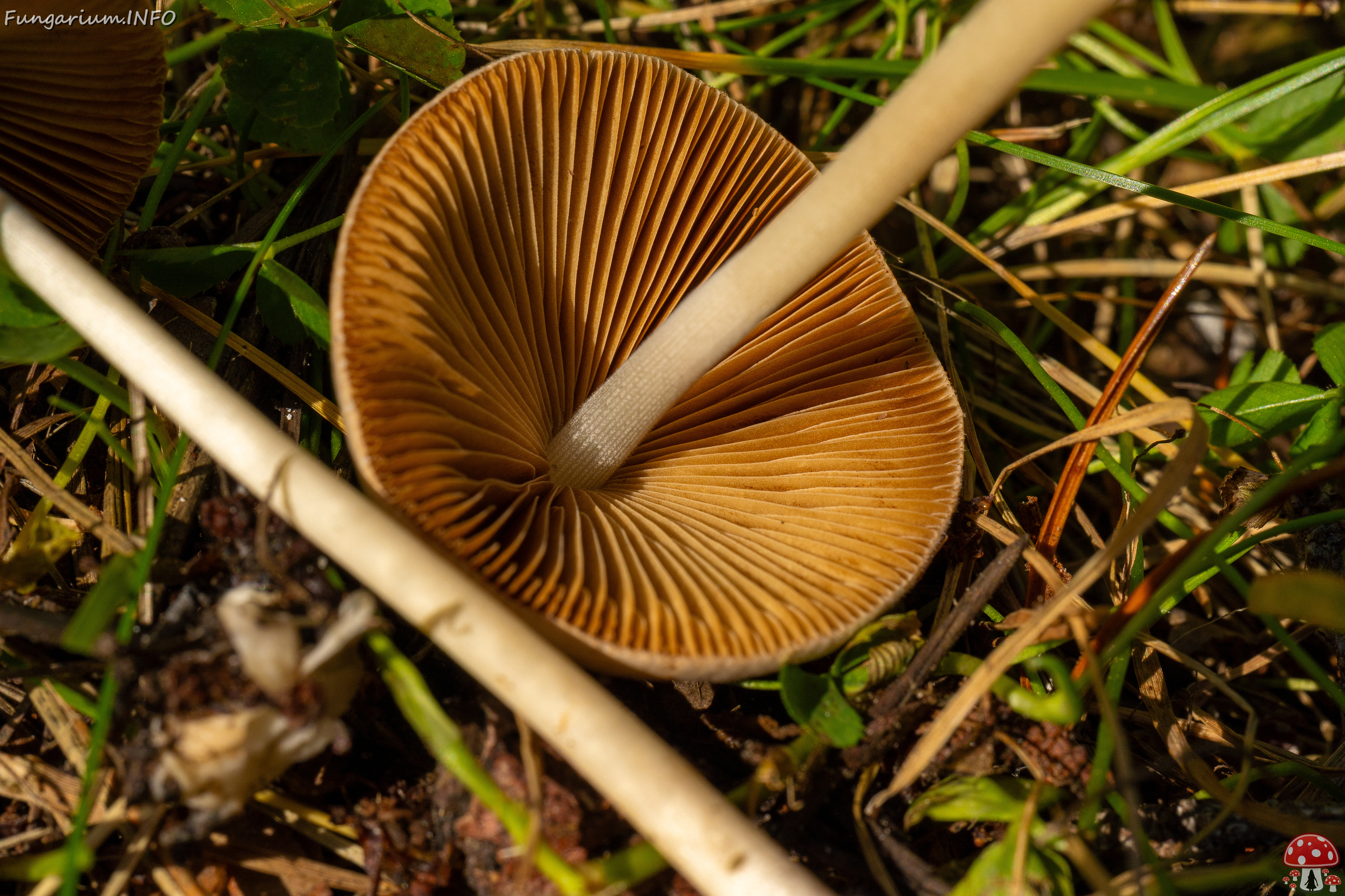 conocybe-apala_1-11 