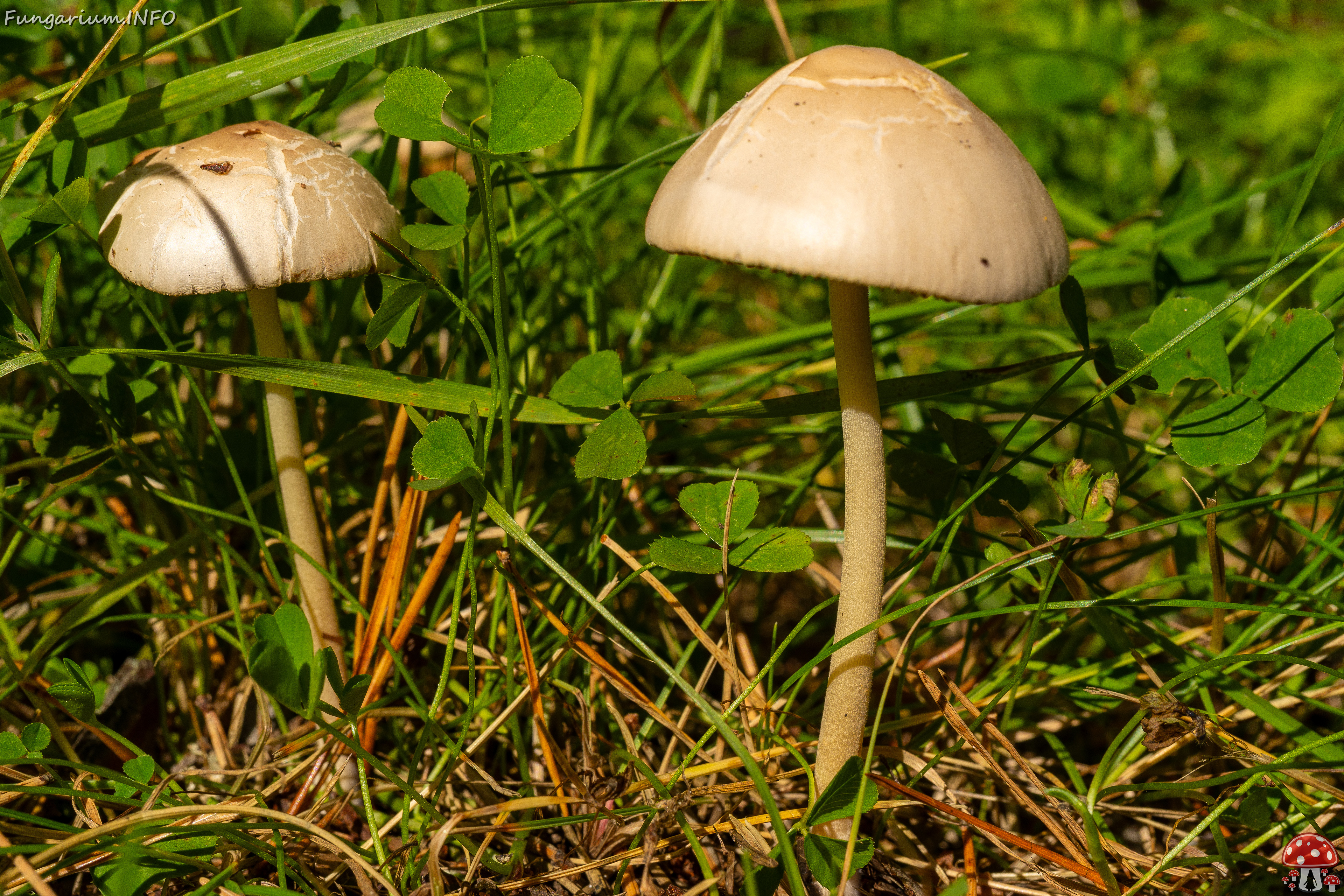 conocybe-apala_1-2 