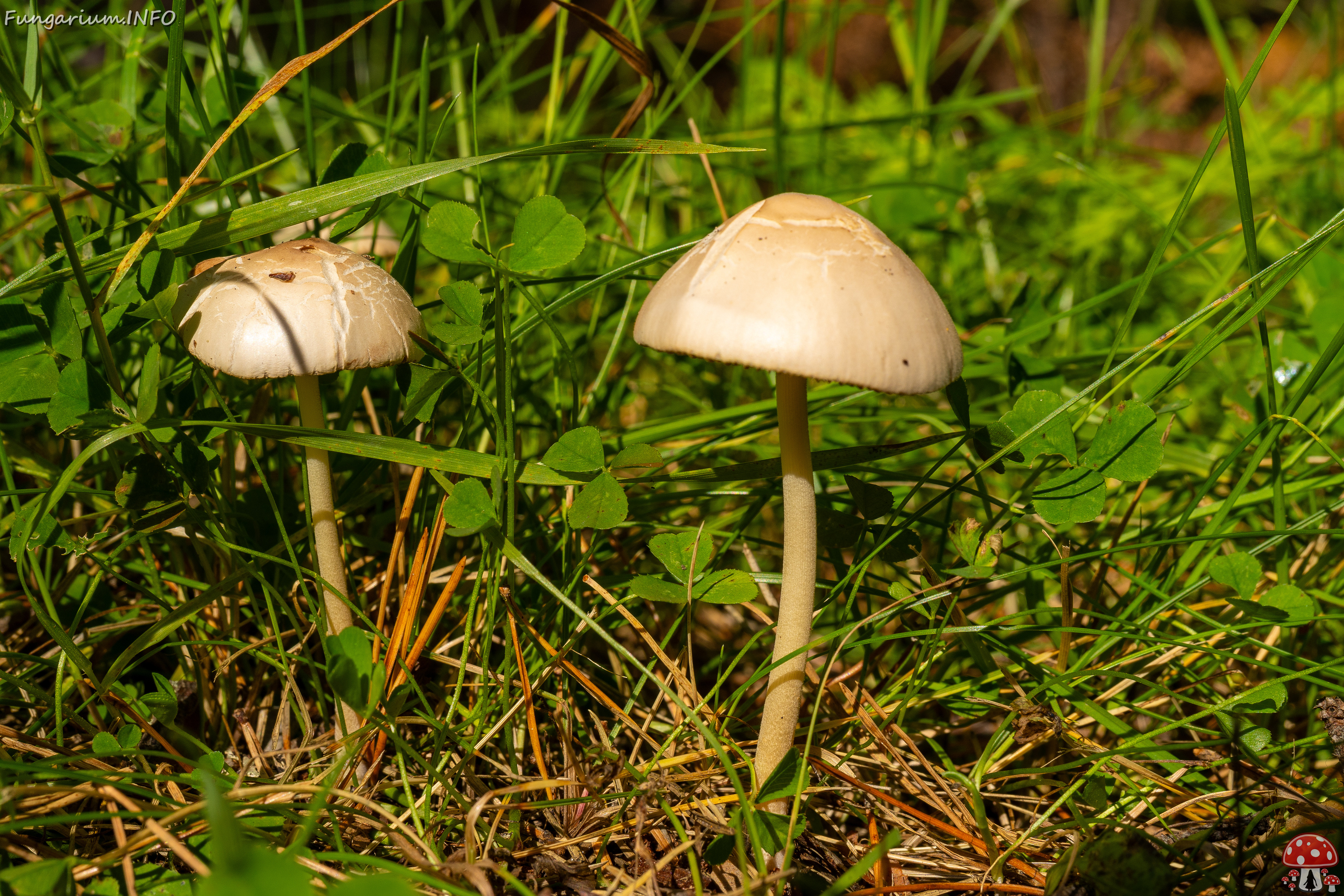 conocybe-apala_1-3 