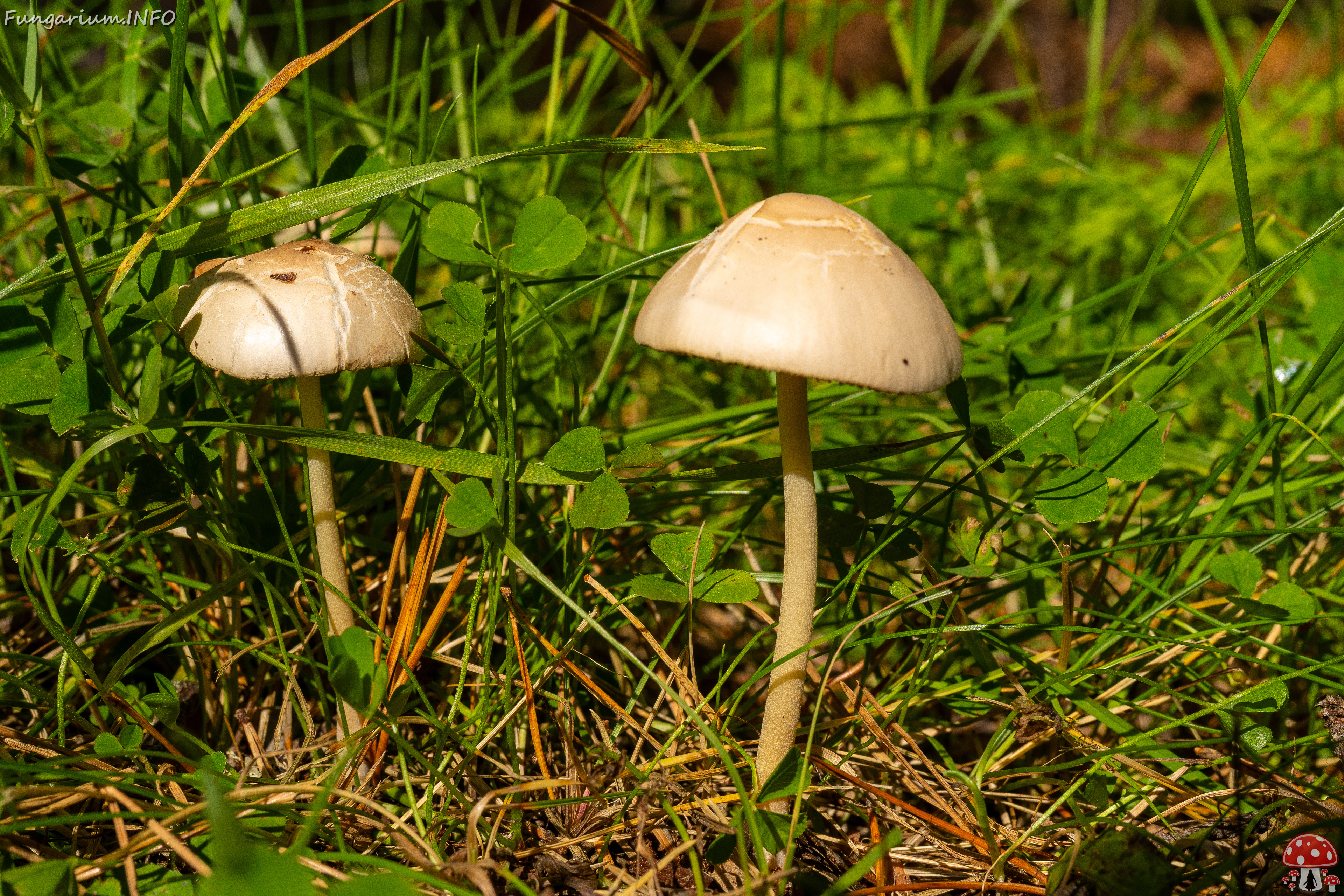 conocybe-apala_1-4 