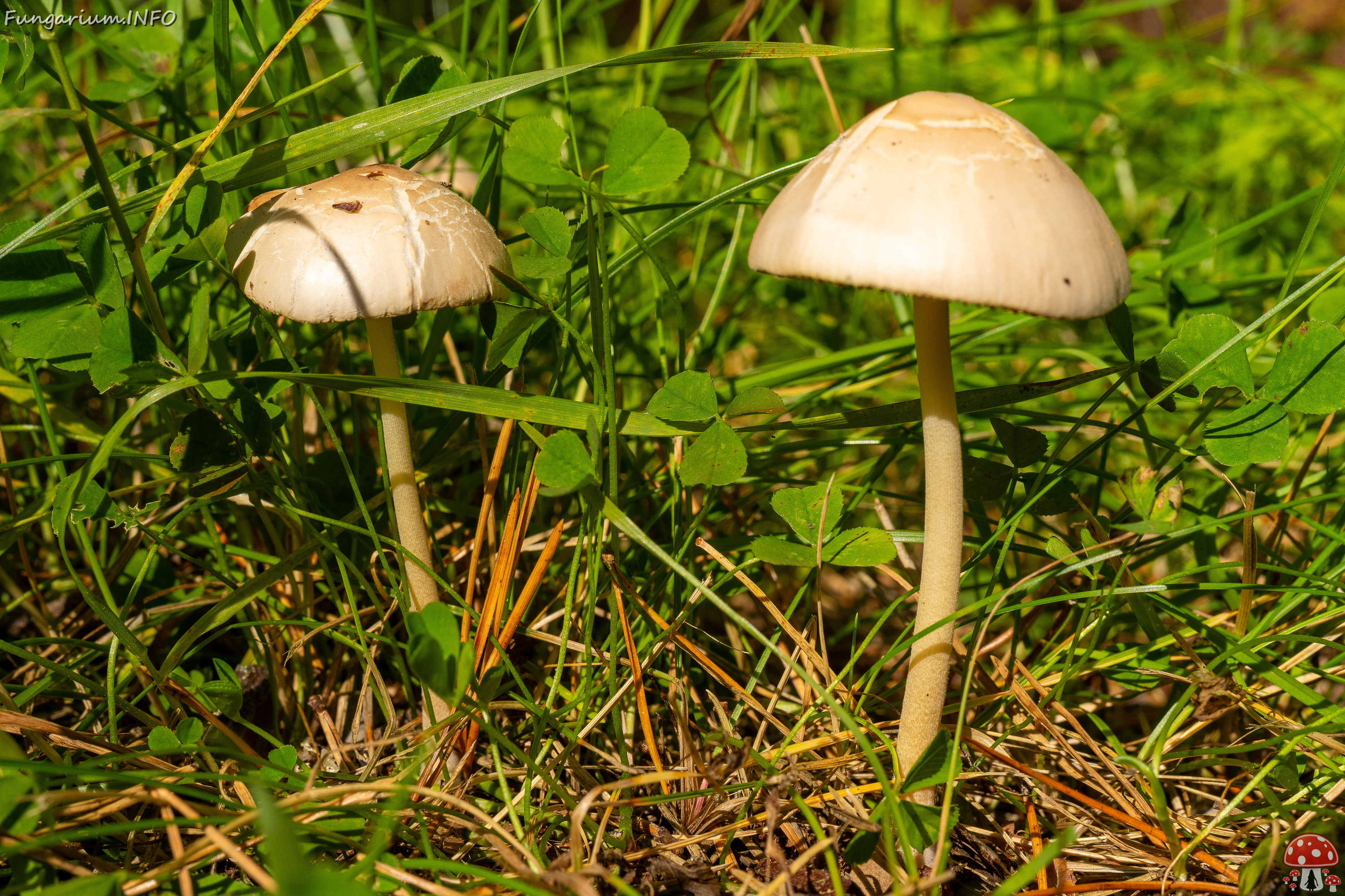 conocybe-apala_1-6 