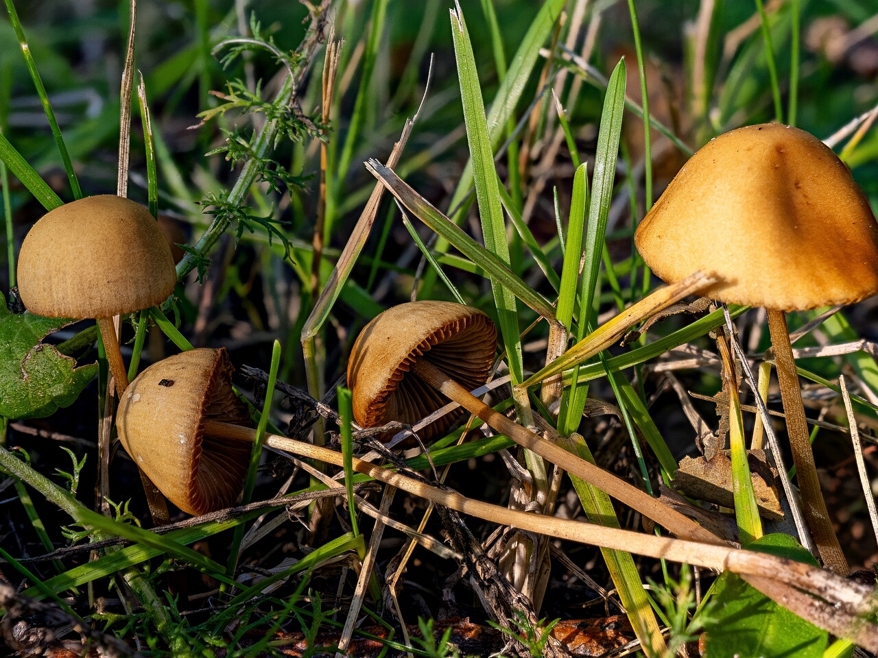 Conocybe tenera _2026-08-26_1-2