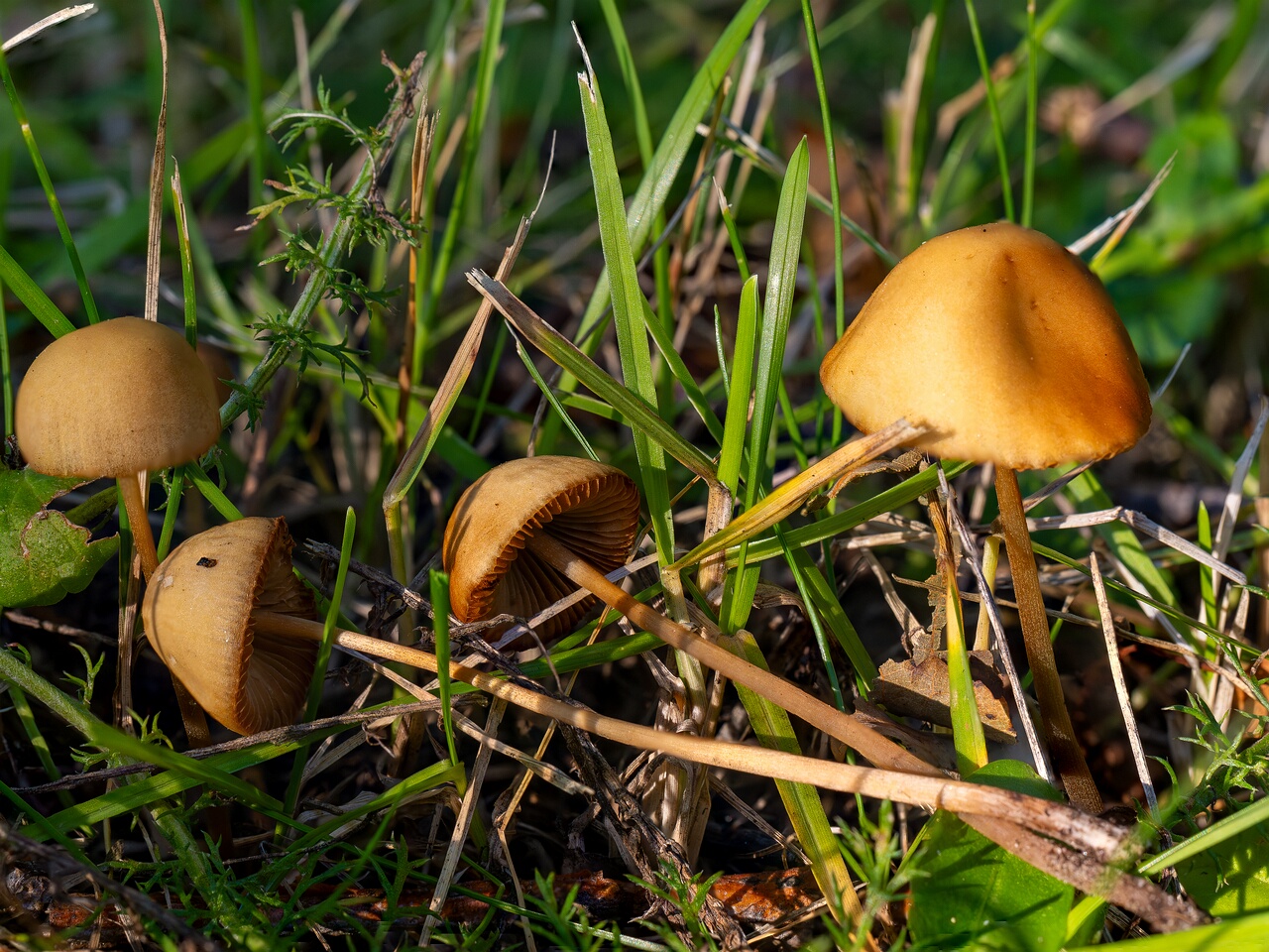 Conocybe tenera _2026-08-26_1-5