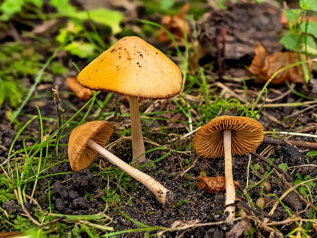 Conocybe tenera _2026-08-28_1-1