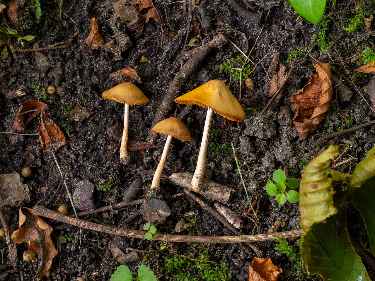 Conocybe tenera _2026-08-28_2-1