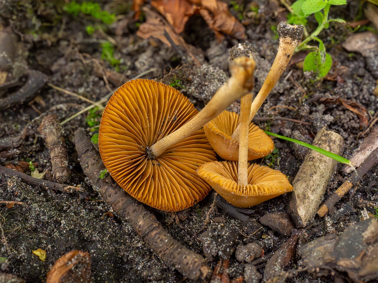 Conocybe tenera _2026-08-28_2-2