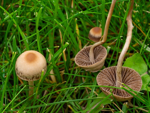 Panaeolina foenisecii - Панеолина сенокосная - Brown Mottlegill - Heudüngerling