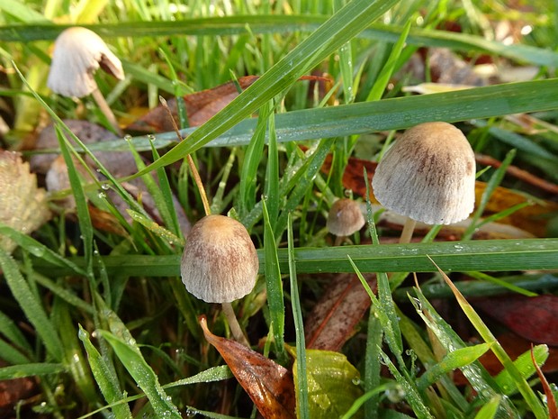 Panaeolus papilionaceus - Панеолус мотыльковый - Petticoat Mottlegill - Schmetterlings-Häubling