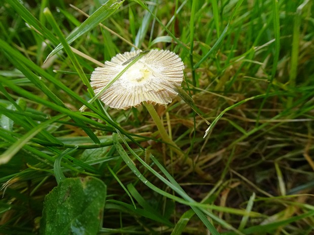 Bolbitius titubans - Больбитий золотистый - Yellow Fieldcap - Goldschuppiger Düngerling Bolbitius titubans, commonly known as the Yellow Fieldcap, is a basidiomycete fungus belonging to the Bolbitiaceae...