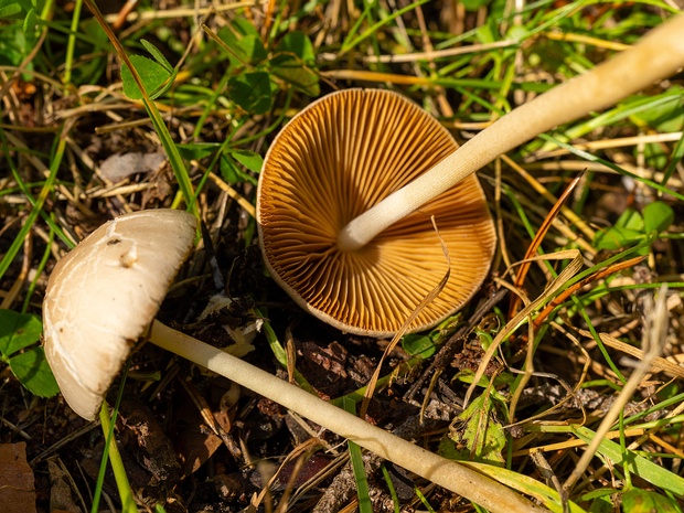 Conocybe apala - Коноцибе молочная - White Dunce Cap - Weißer Samtfußkrempling Conocybe apala, commonly known as the White Dunce Cap, is a basidiomycete fungus belonging to the Bolbitiaceae family....