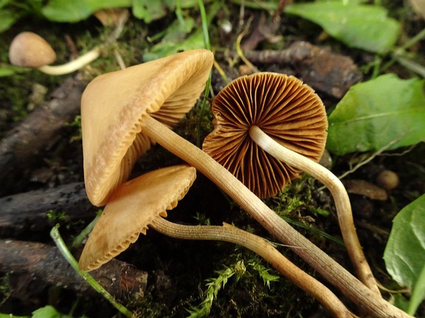 Conocybe tenera - Коноцибе нежная - Delicate Conocybe - Zarter Samtfußkrempling Conocybe tenera, commonly known as the Delicate Conocybe, is a basidiomycete fungus belonging to the Bolbitiaceae...