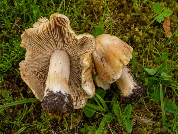 Волоконница Патуйяра - Inocybe erubescens