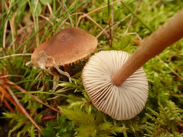 Inocybe nitidiuscula - Волоконница блестящая - Shiny Fibrecap - Glänzender Faserling