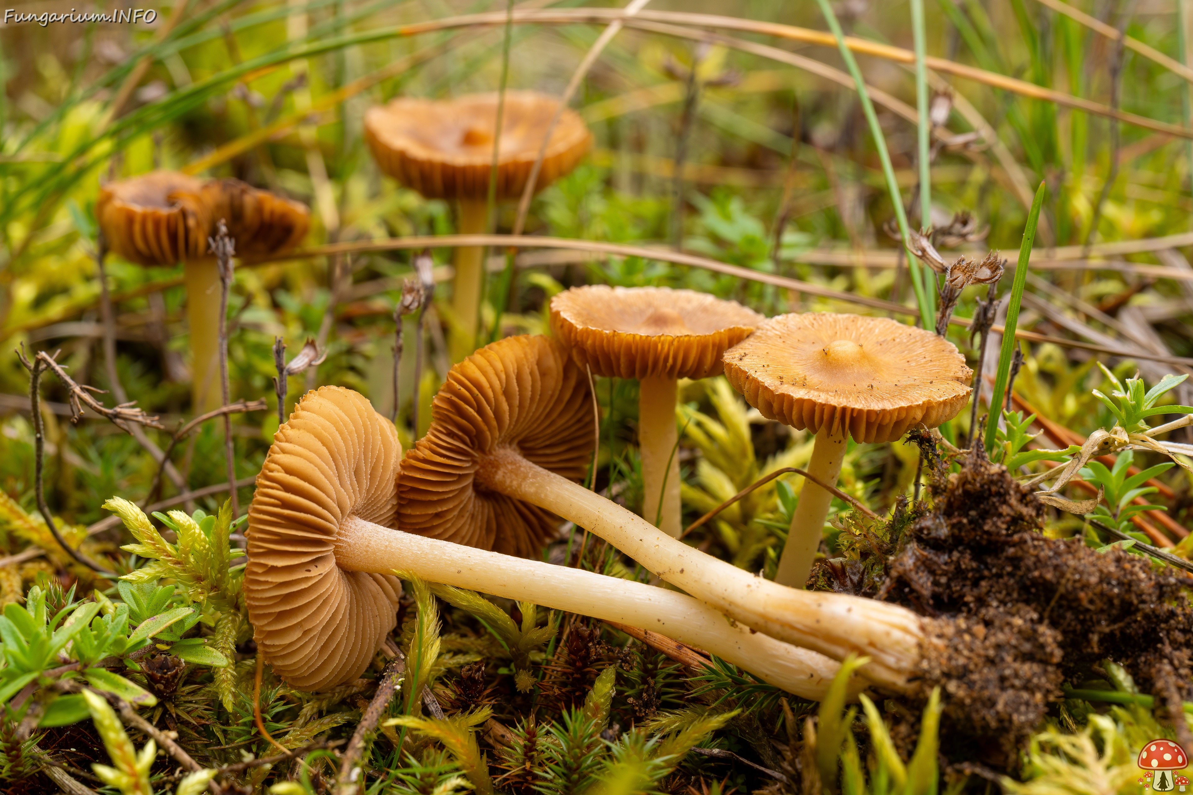 !Inocybe nitidiuscula _2025-09-28_1-8 