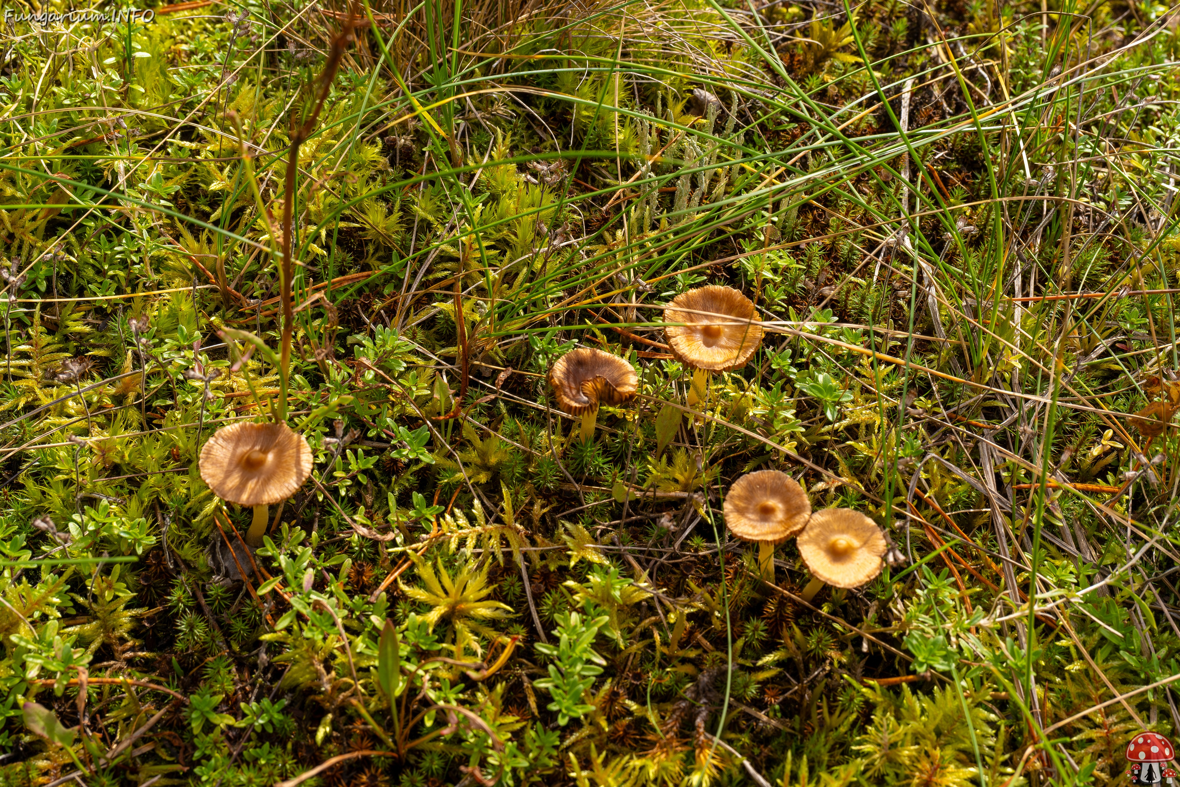 Inocybe nitidiuscula _2025-09-28_1-1 