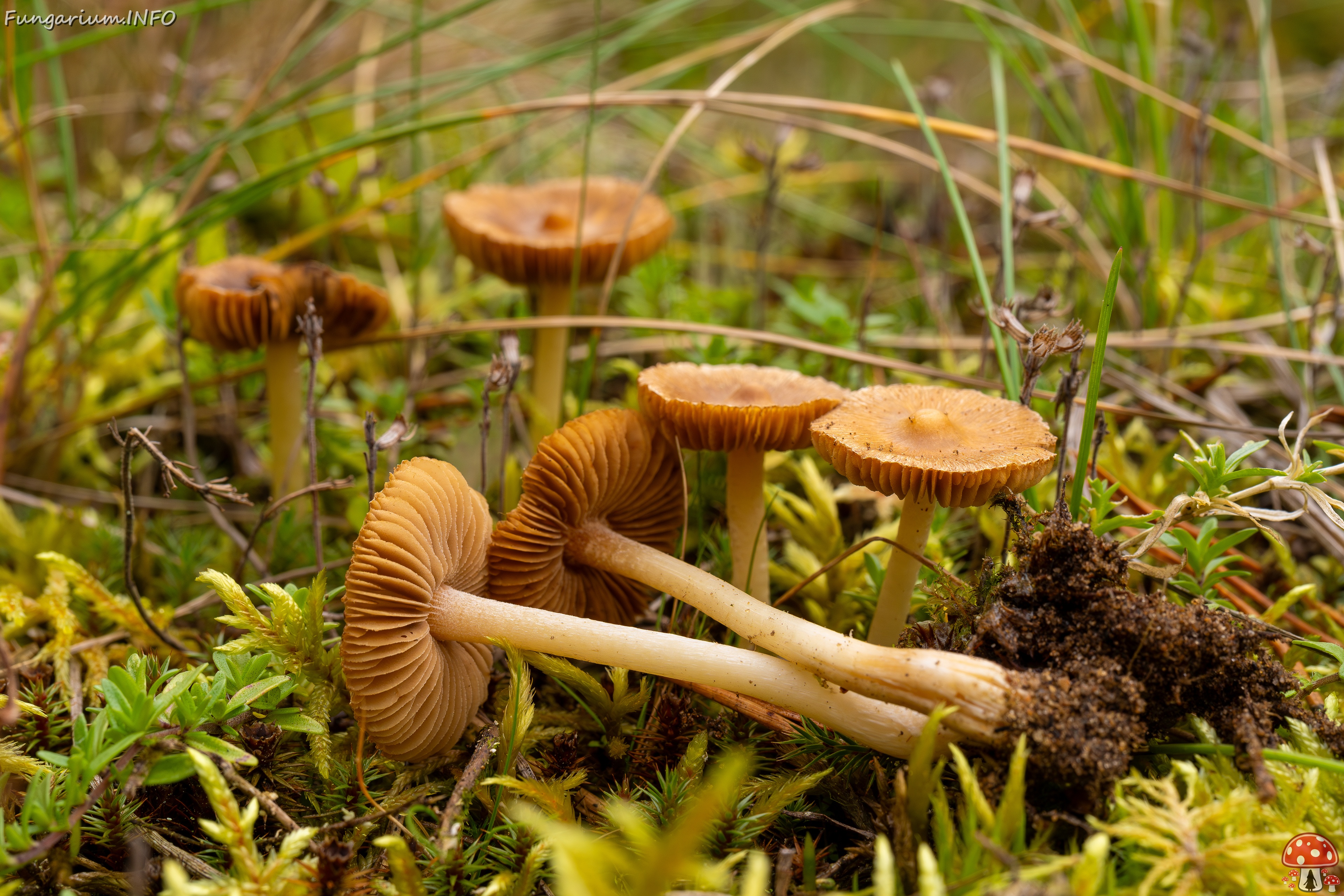Inocybe nitidiuscula _2025-09-28_1-10 