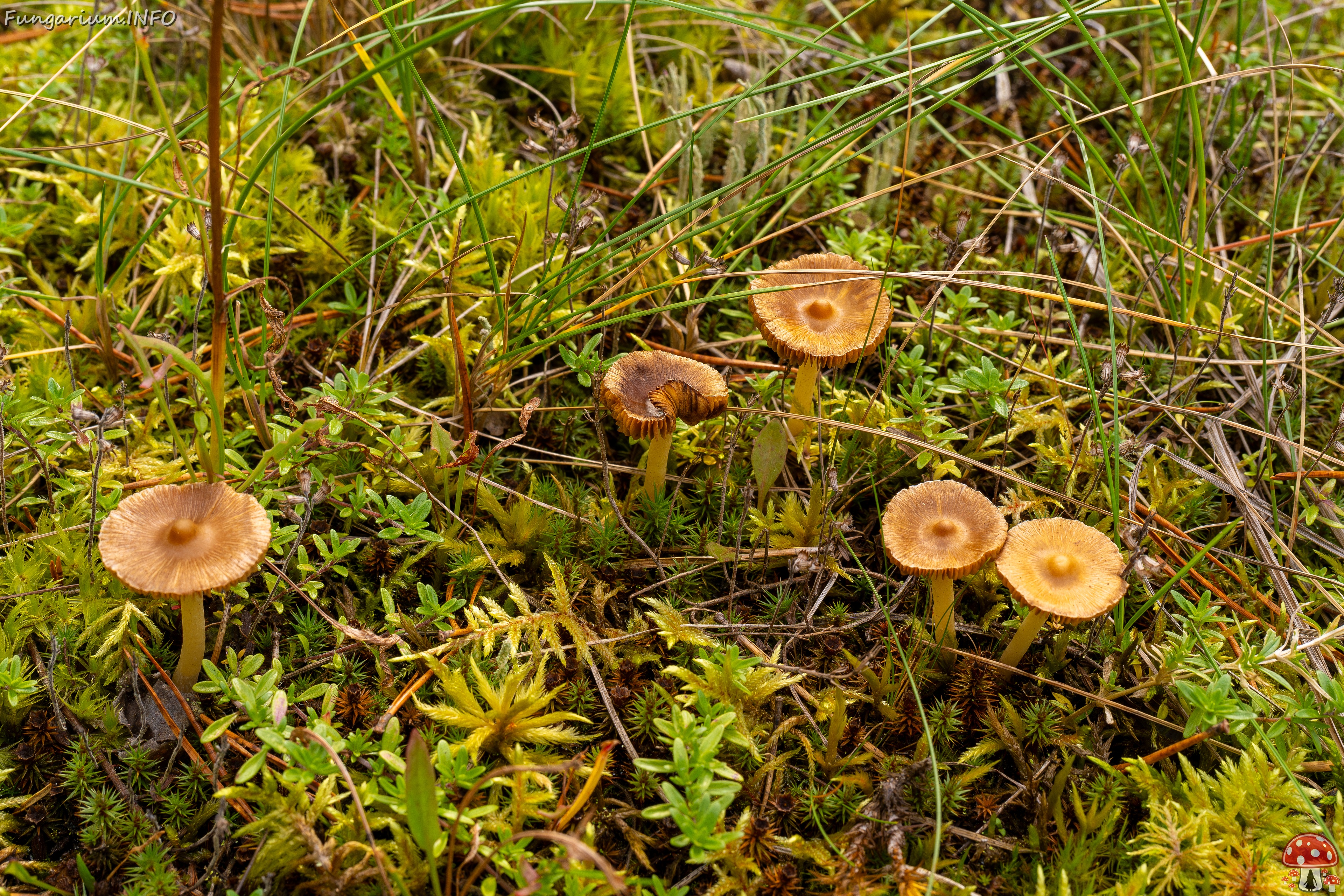 Inocybe nitidiuscula _2025-09-28_1-2 