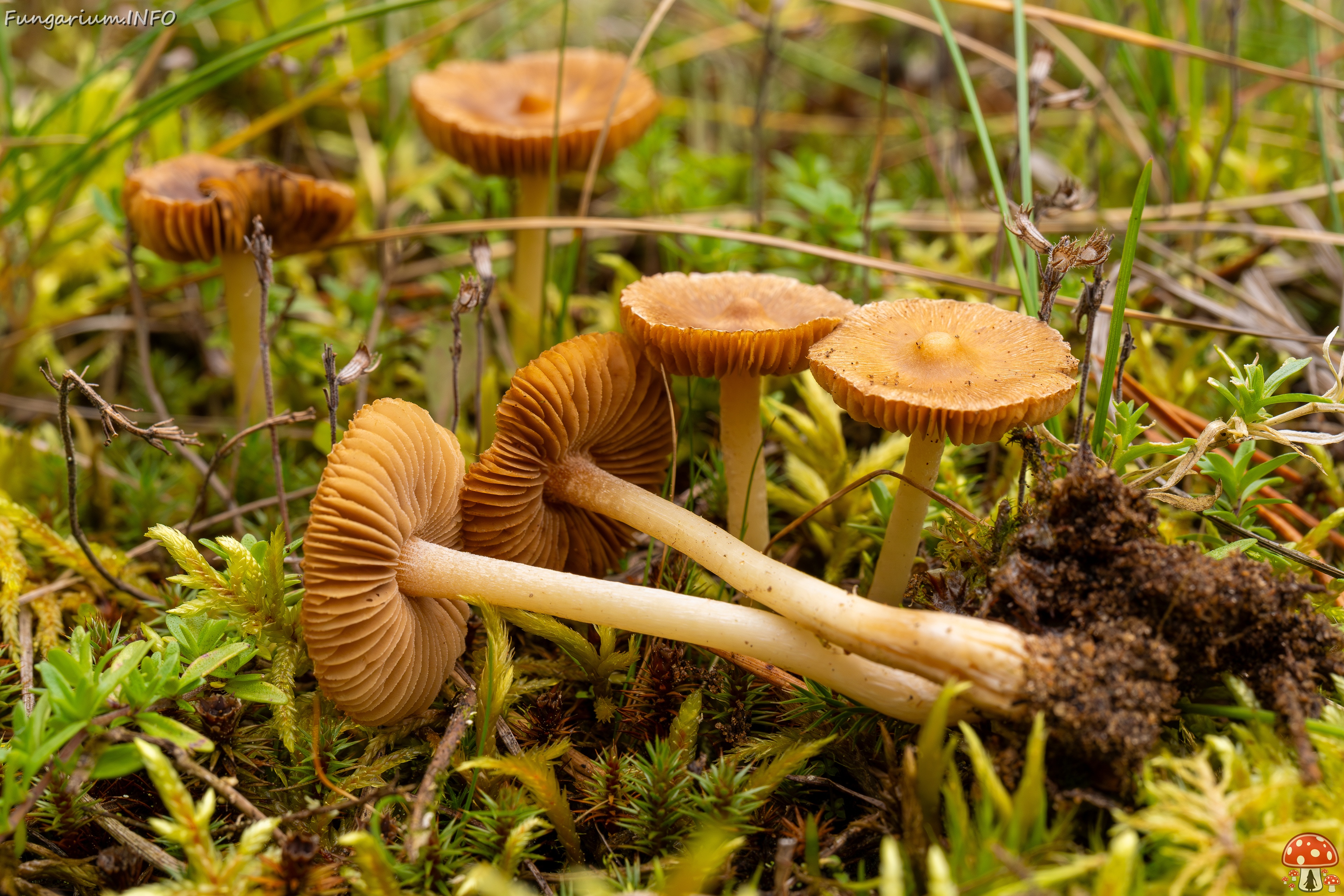 Inocybe nitidiuscula _2025-09-28_1-3 