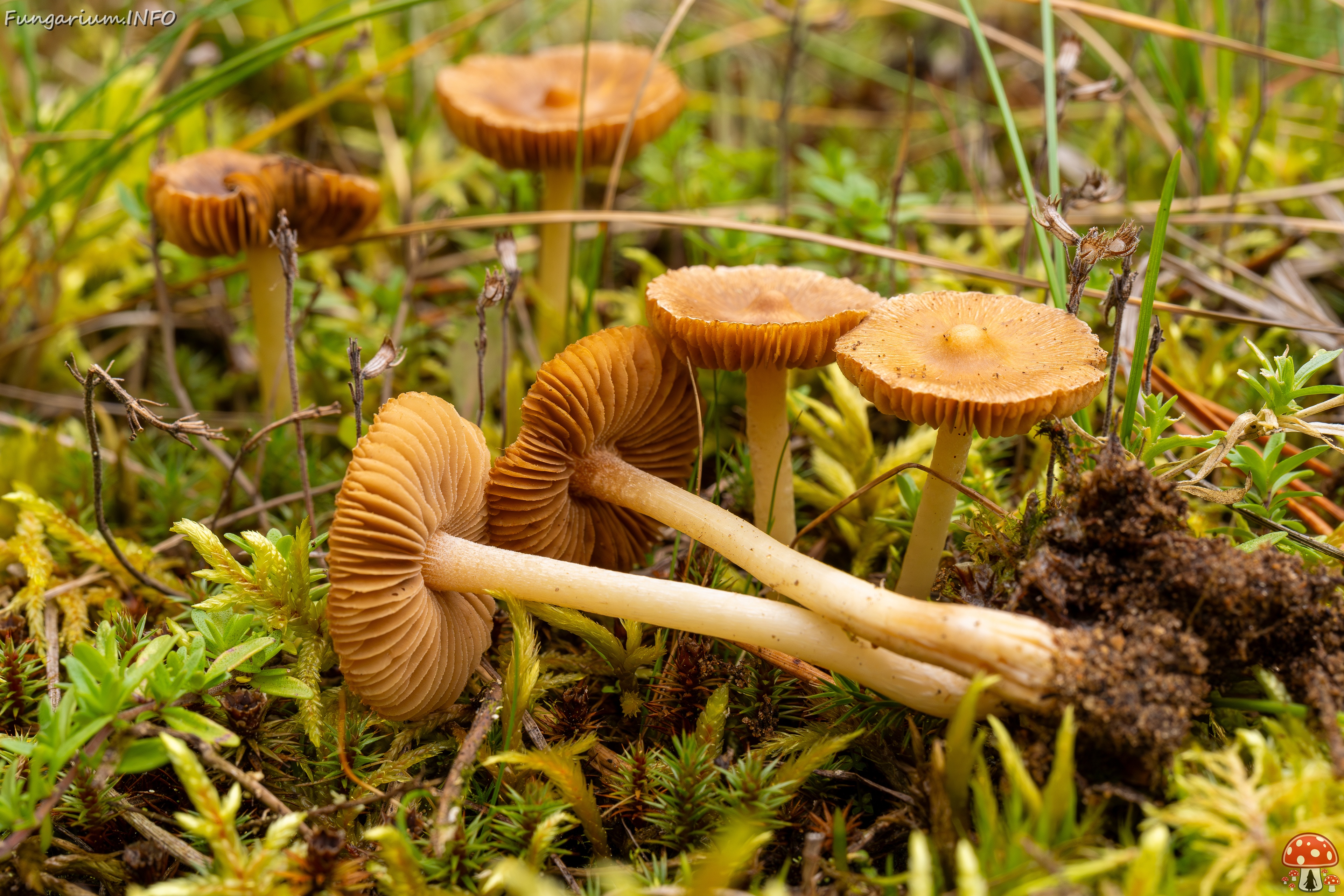 Inocybe nitidiuscula _2025-09-28_1-4 