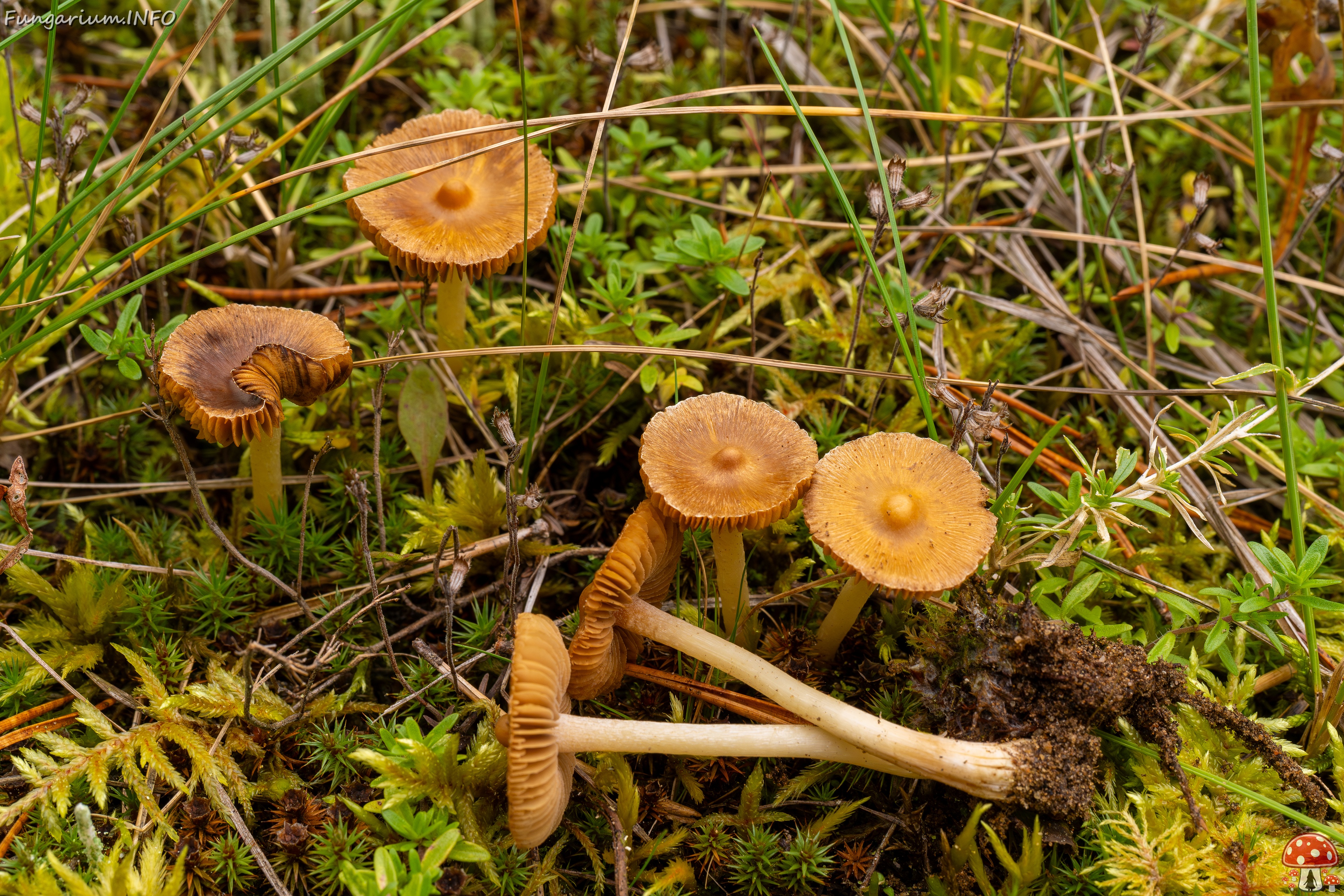 Inocybe nitidiuscula _2025-09-28_1-5 