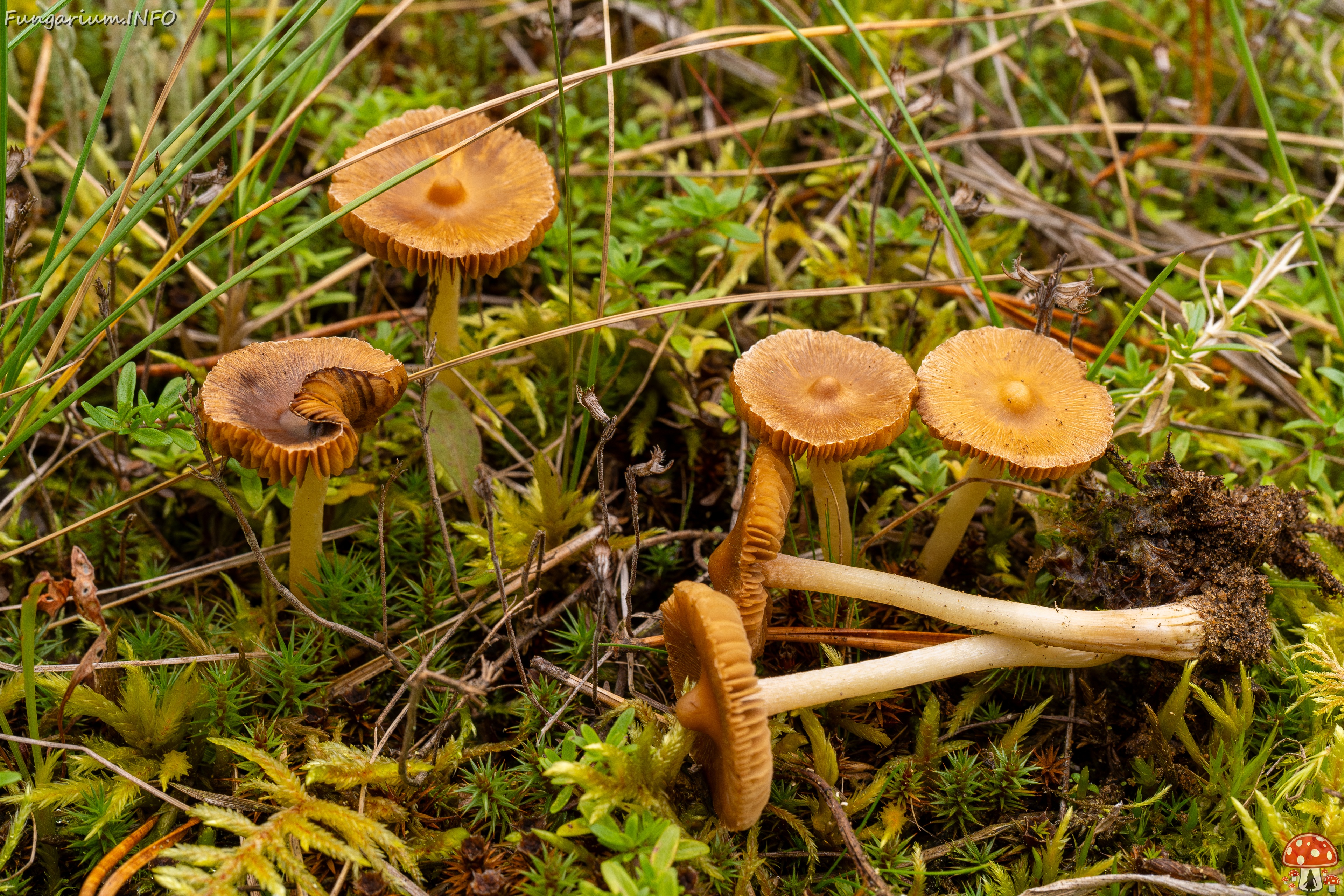 Inocybe nitidiuscula _2025-09-28_1-6 