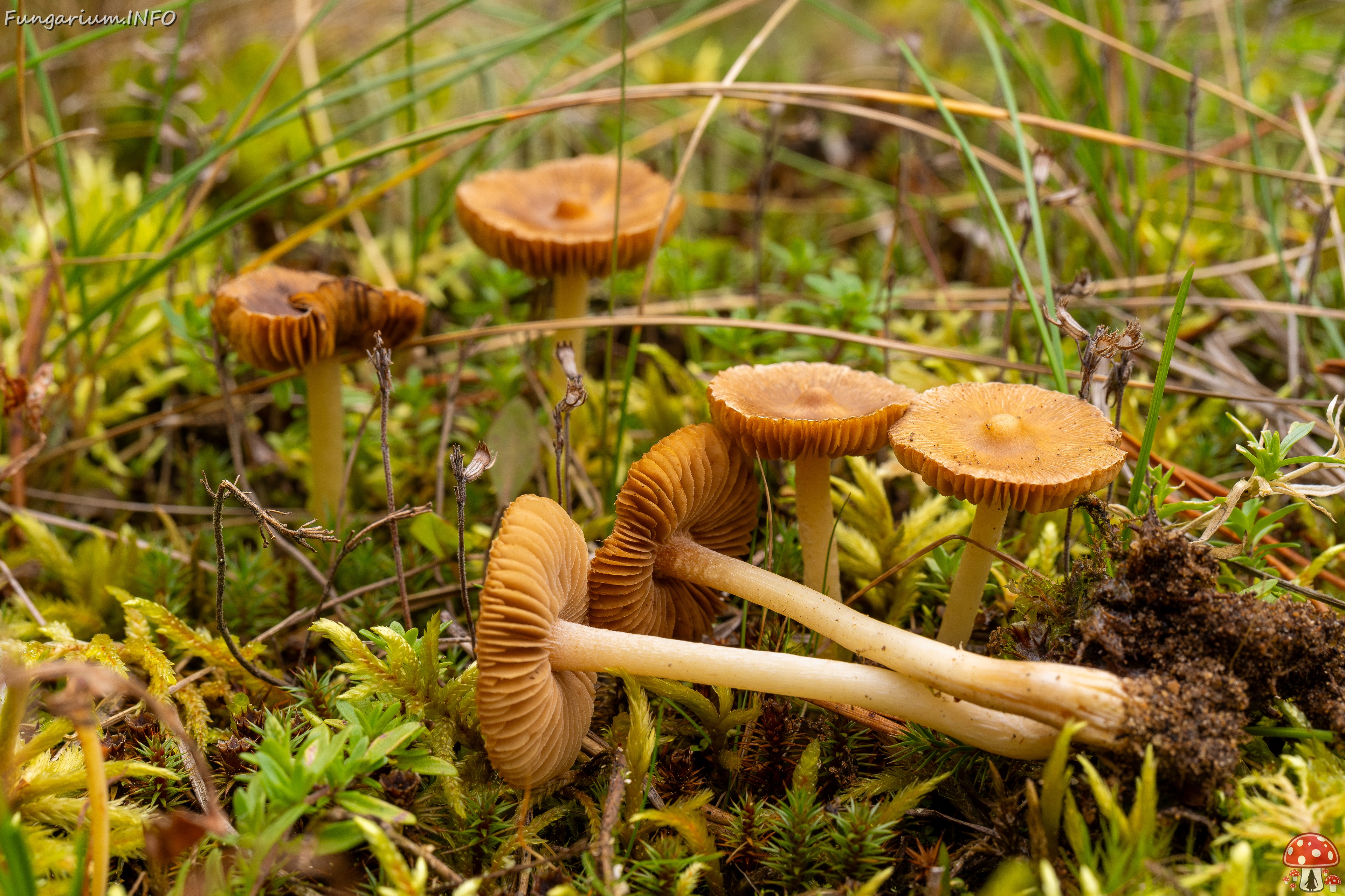 Inocybe nitidiuscula _2025-09-28_1-7 