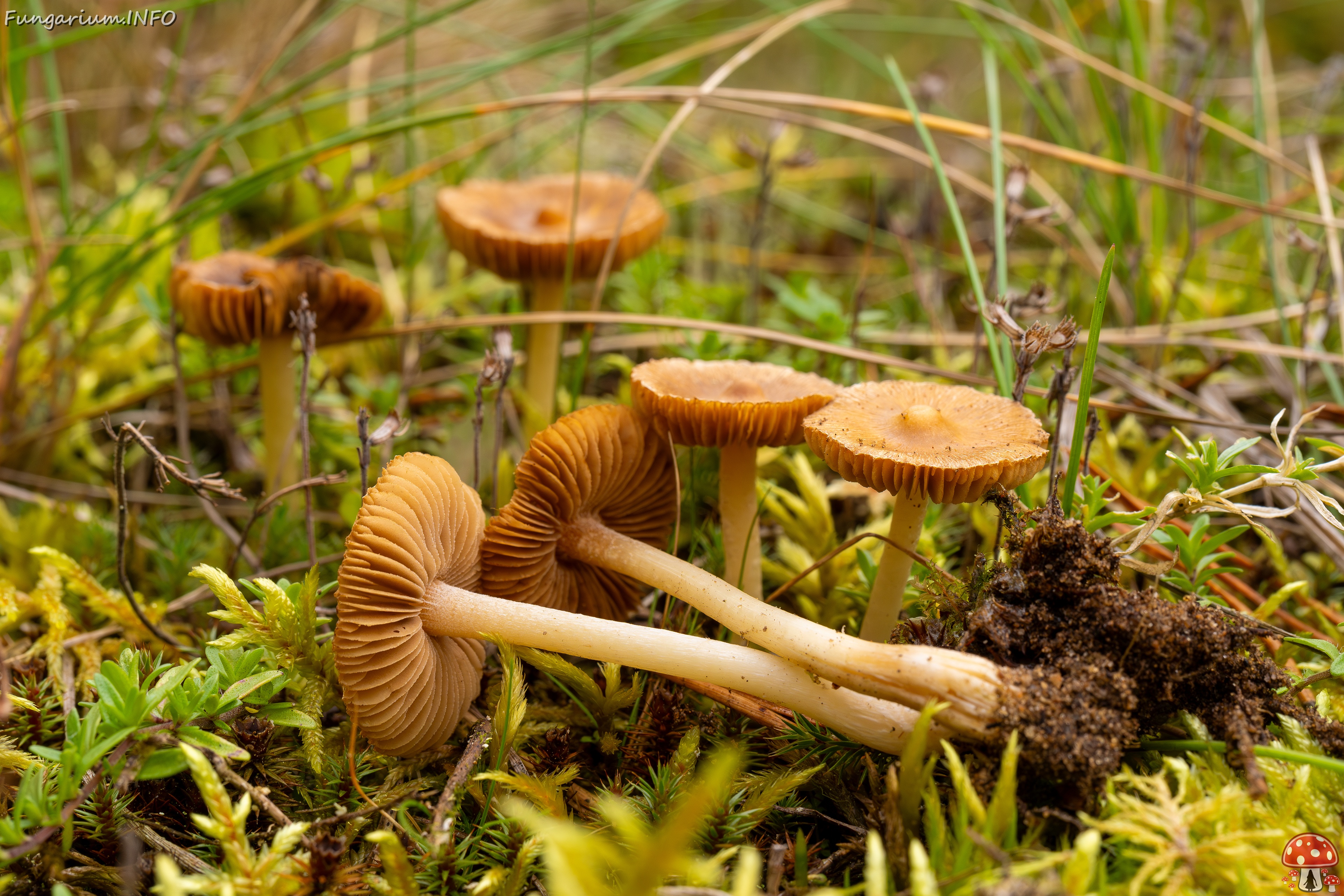 Inocybe nitidiuscula _2025-09-28_1-9 