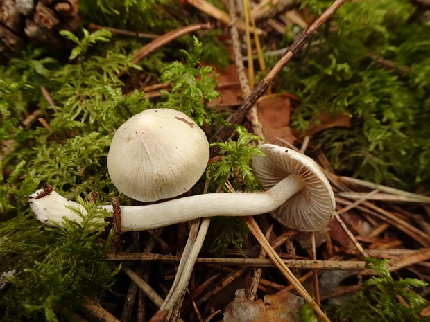 Inocybe geophylla - Волоконница земляная - Earthy Inocybe - Erdiger Faserling