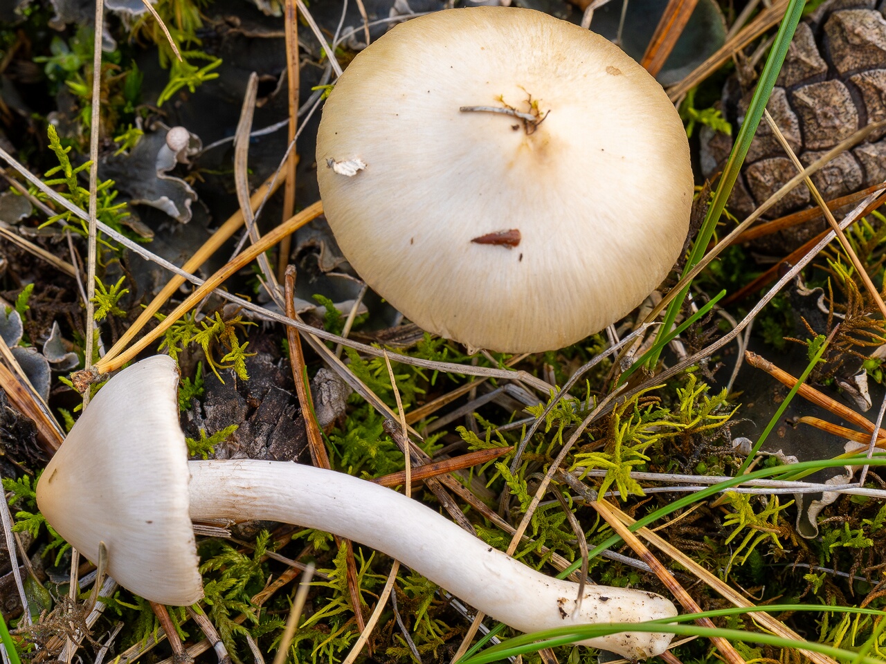 Inocybe geophylla _2026-09-22_1-1