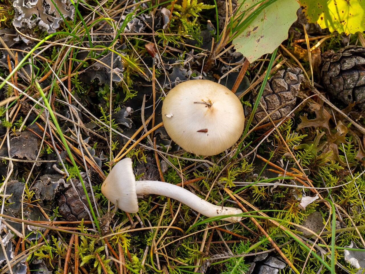 Inocybe geophylla _2026-09-22_1-2