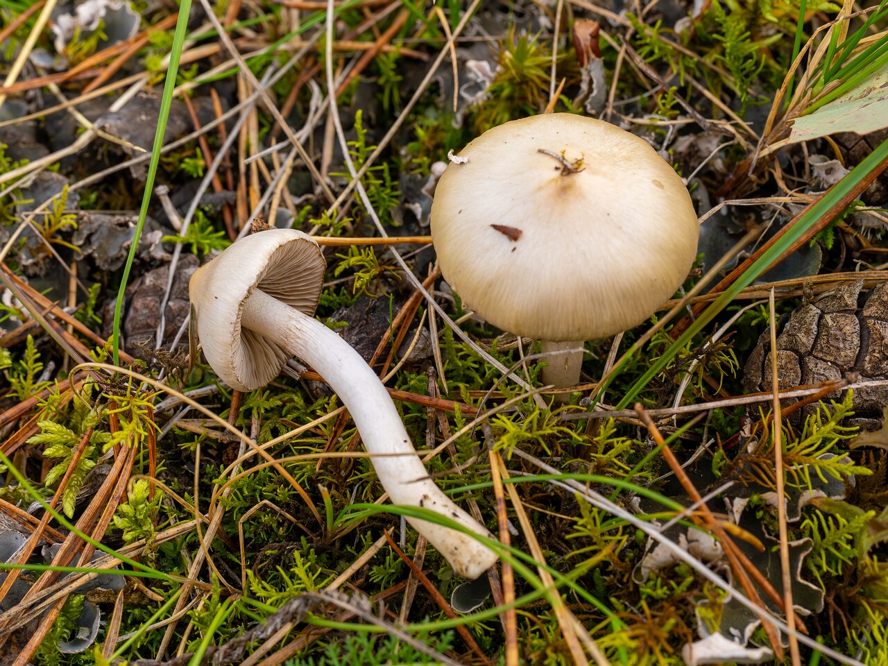 Inocybe geophylla _2026-09-22_1-3