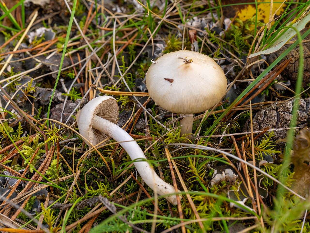 Inocybe geophylla _2026-09-22_1-4