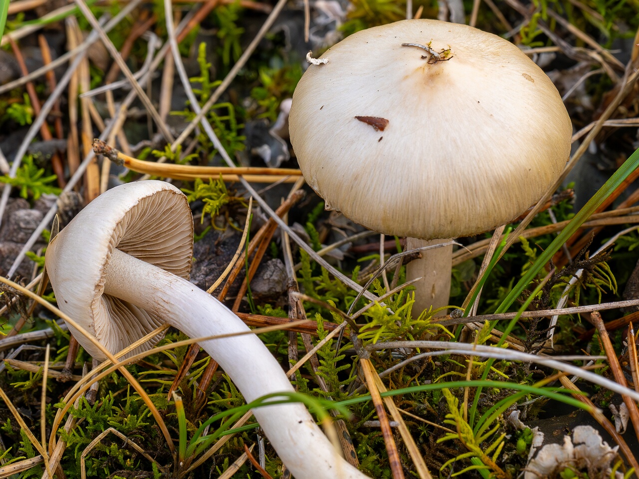 Inocybe geophylla _2026-09-22_1-5