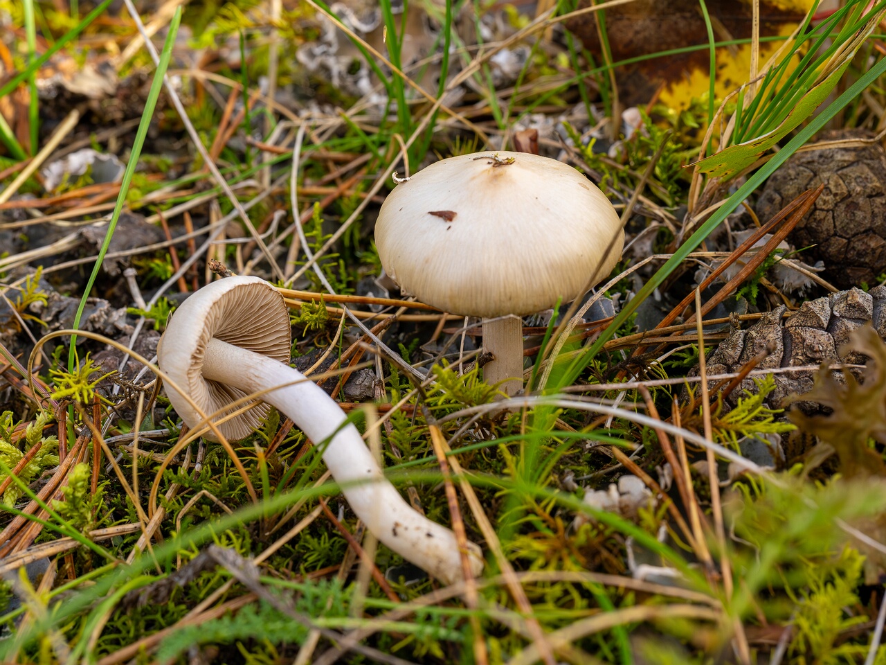 Inocybe geophylla _2026-09-22_1-6