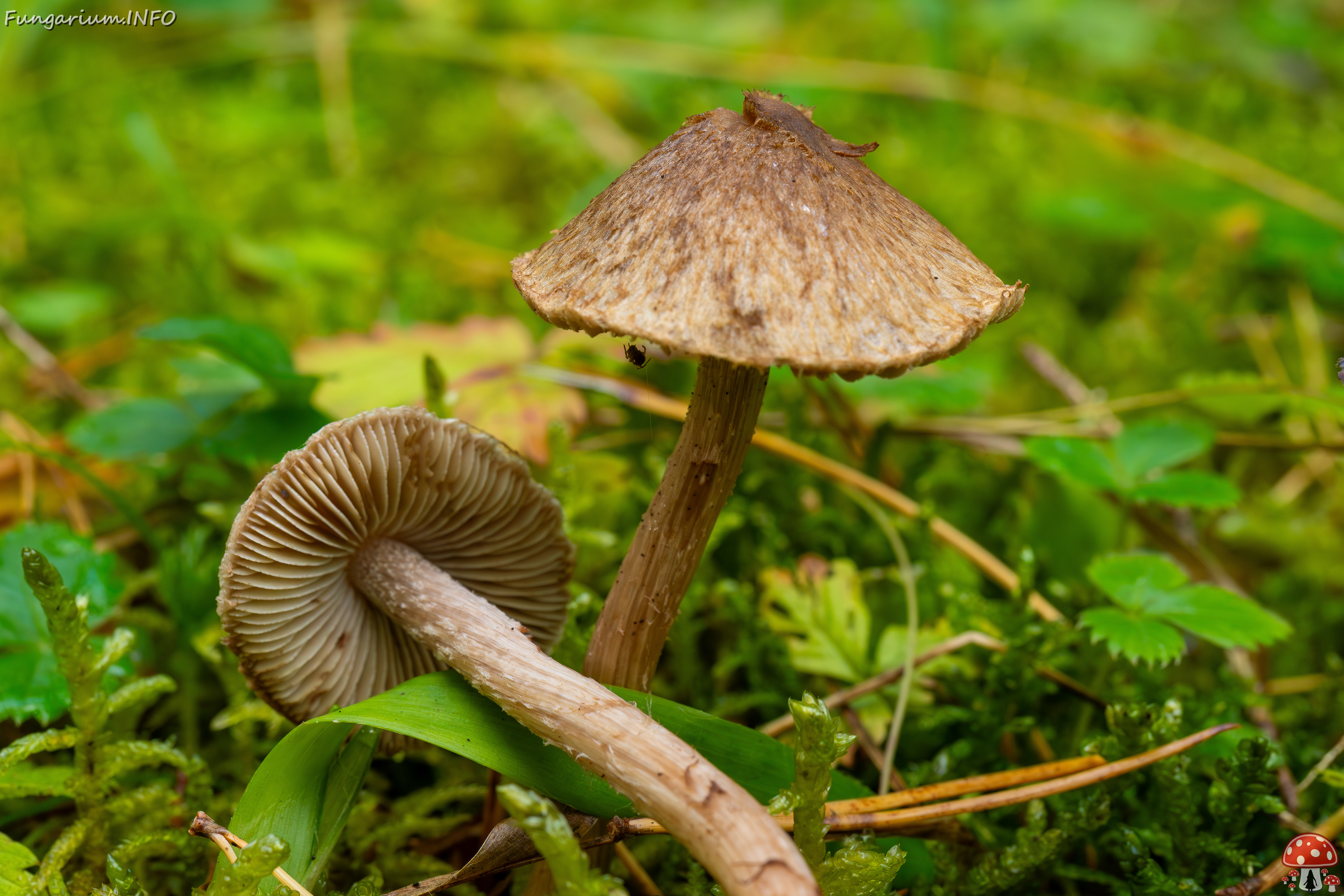 !inocybe-cincinnata_2024-09-18_1-7 