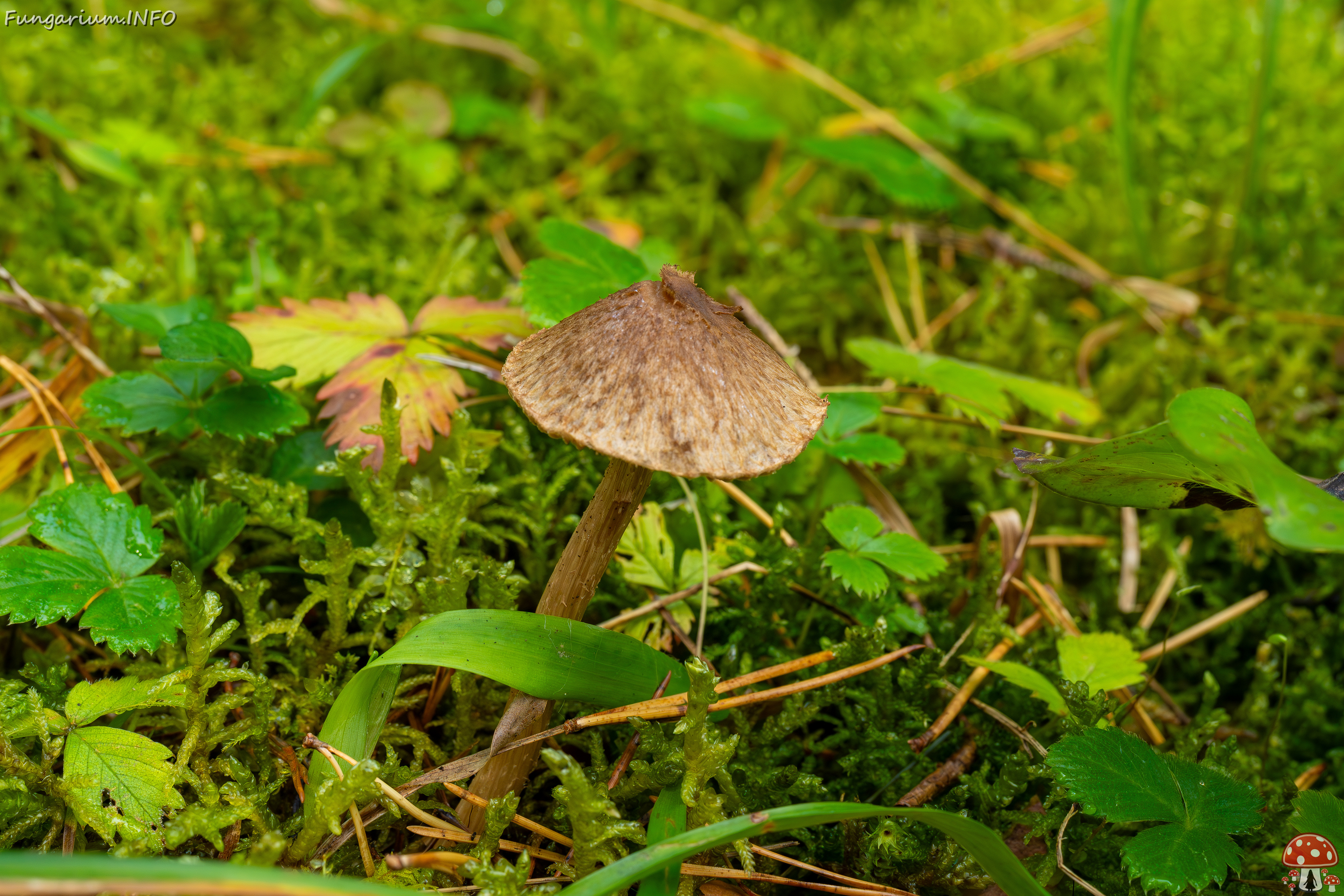 inocybe-cincinnata_2024-09-18_1-1 