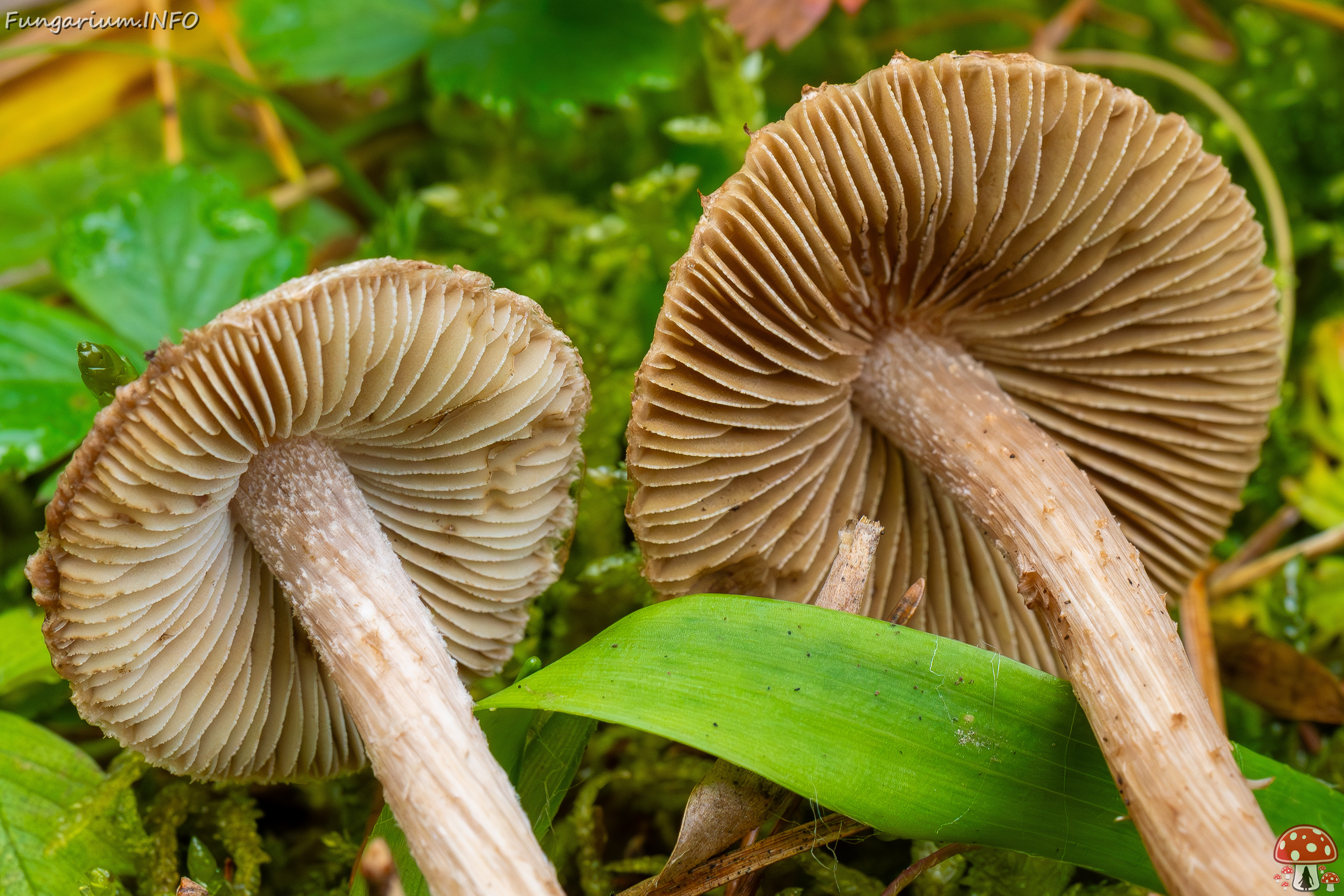 inocybe-cincinnata_2024-09-18_1-10 