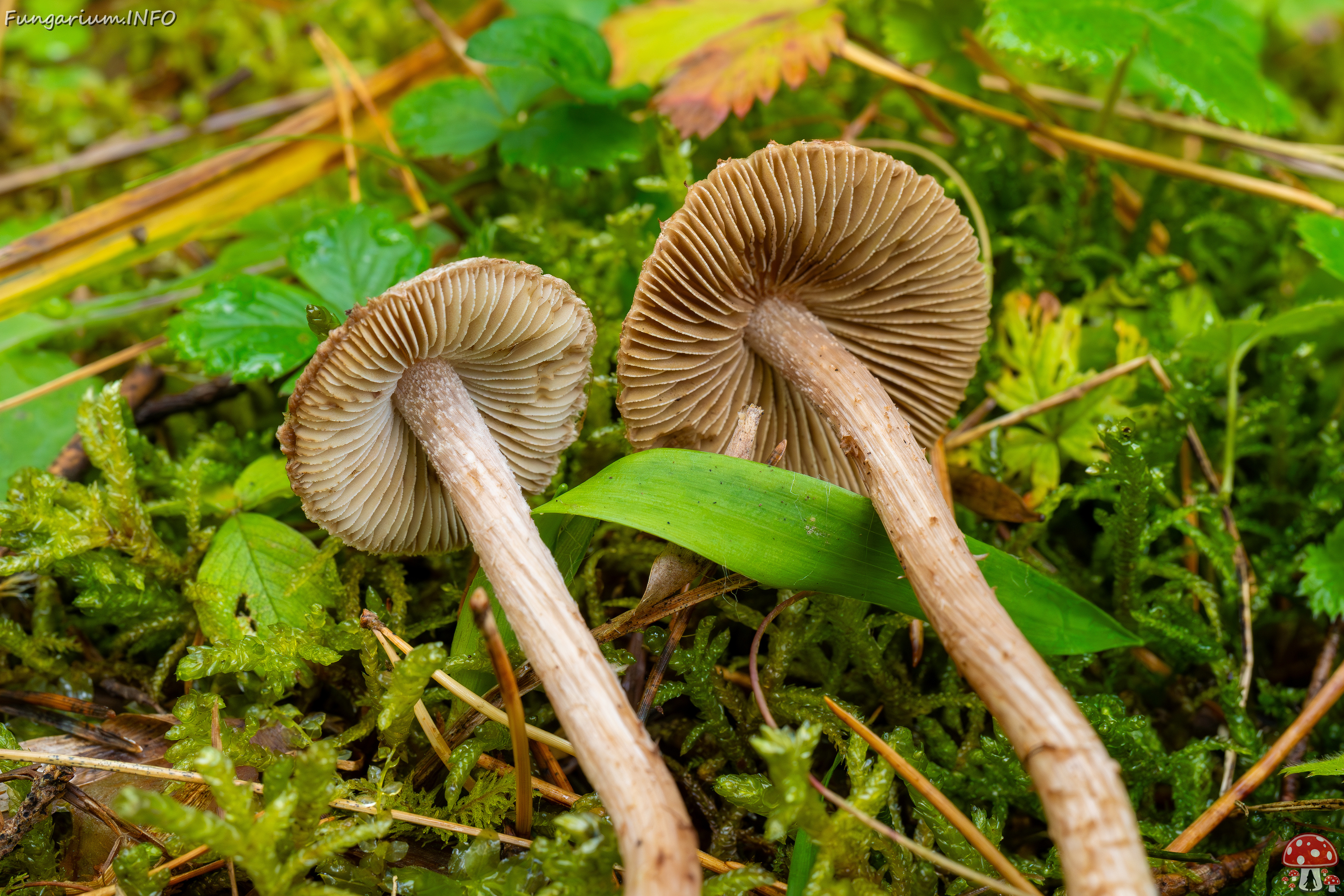 inocybe-cincinnata_2024-09-18_1-11 