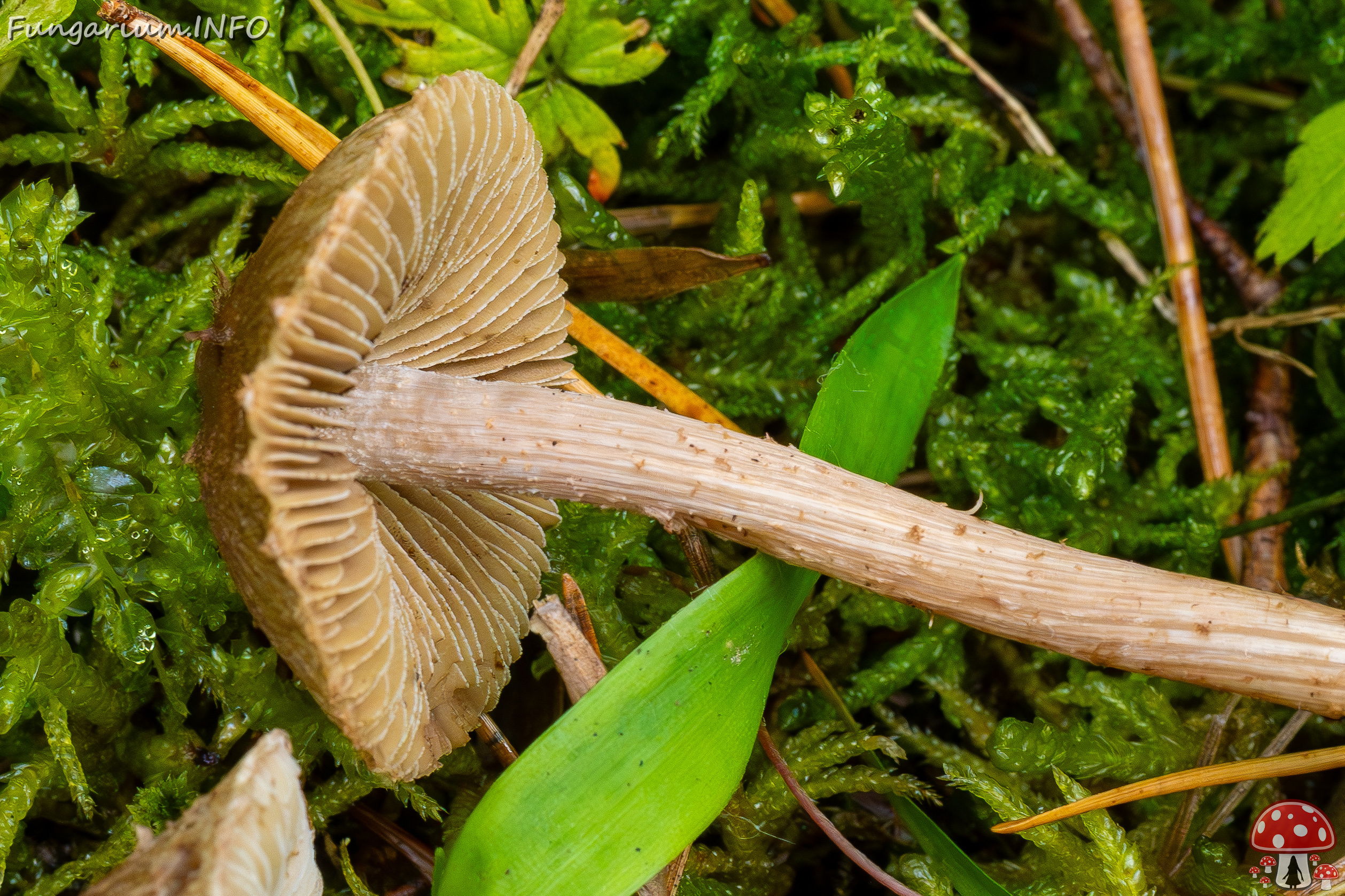 inocybe-cincinnata_2024-09-18_1-12 