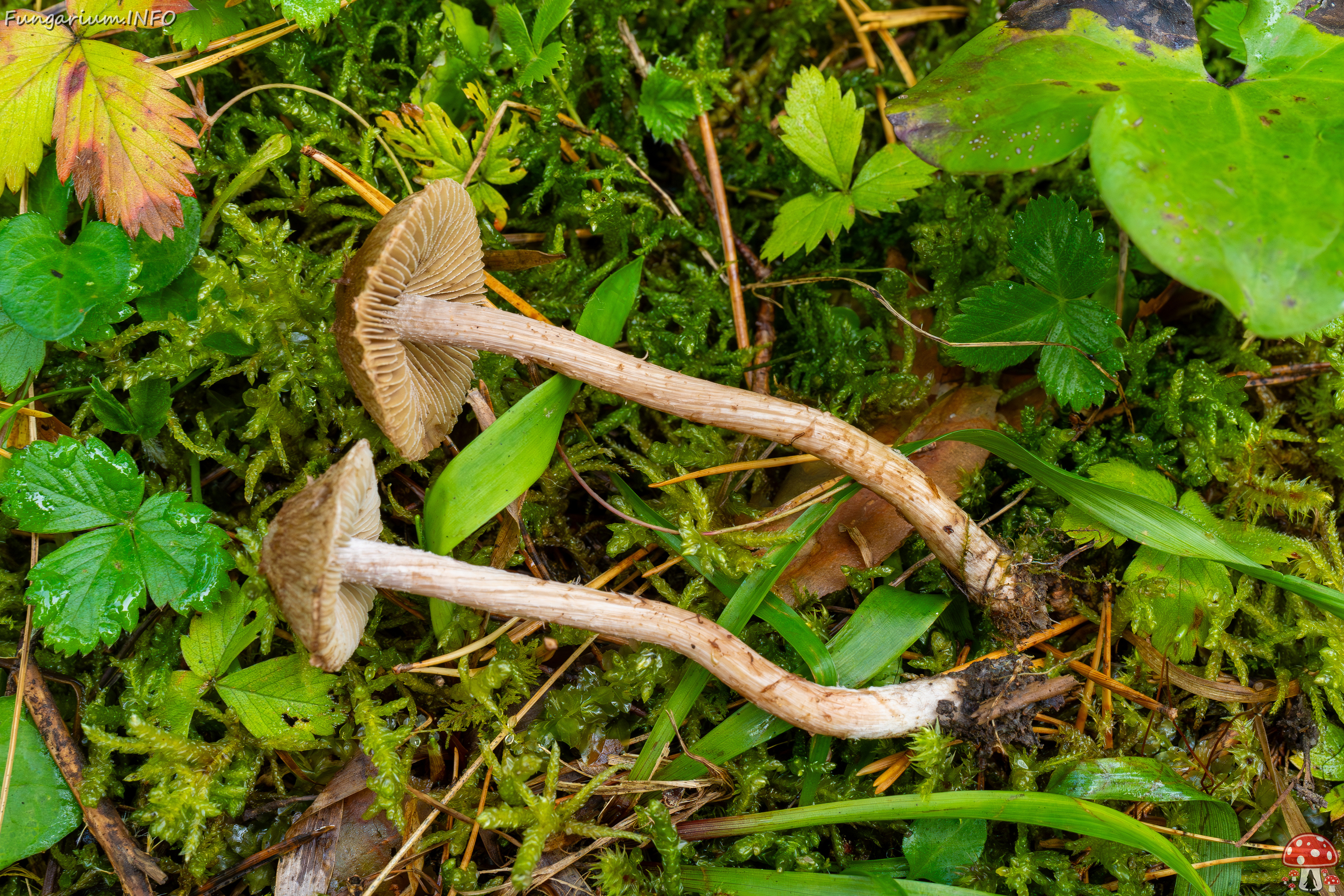 inocybe-cincinnata_2024-09-18_1-13 