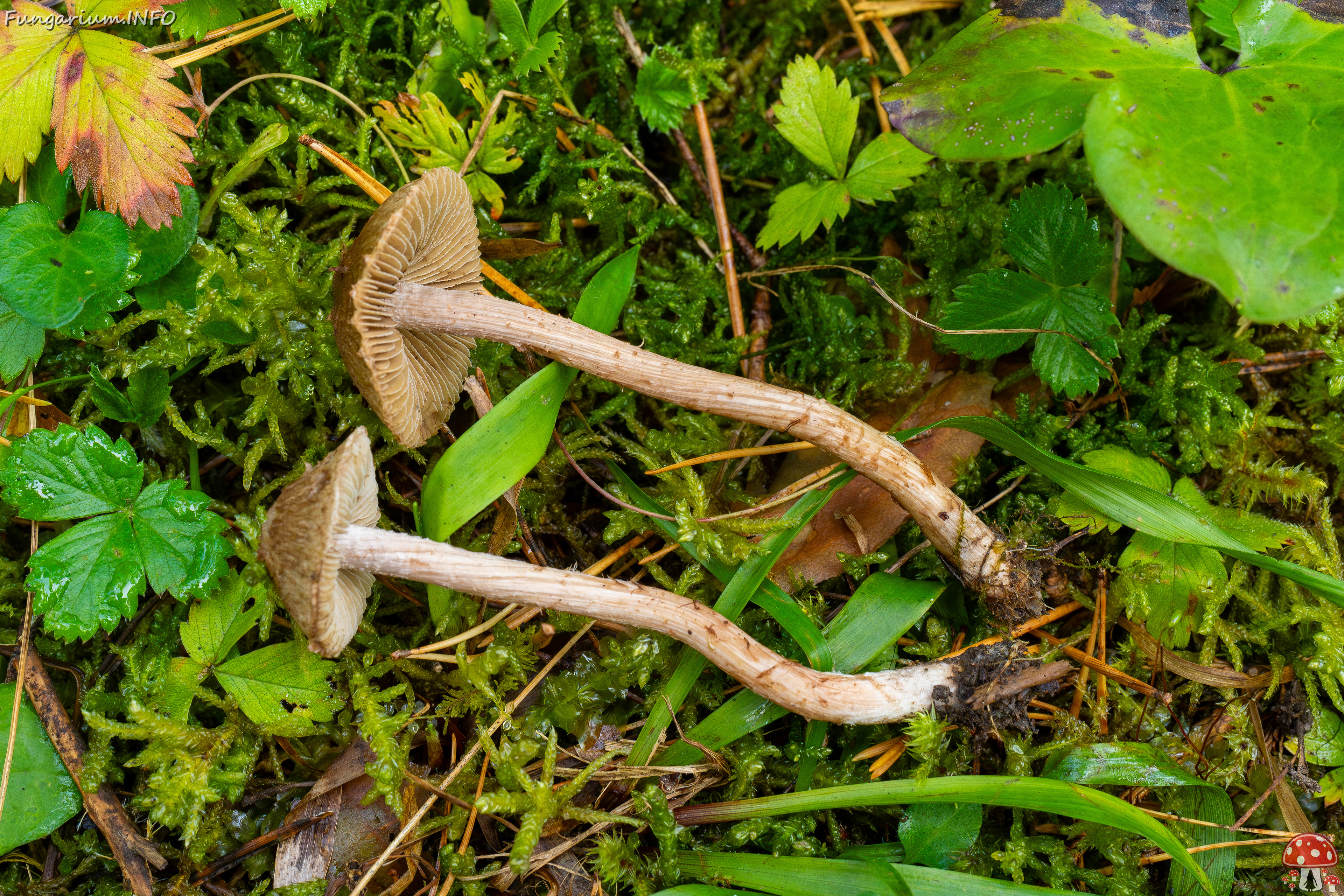 inocybe-cincinnata_2024-09-18_1-14 